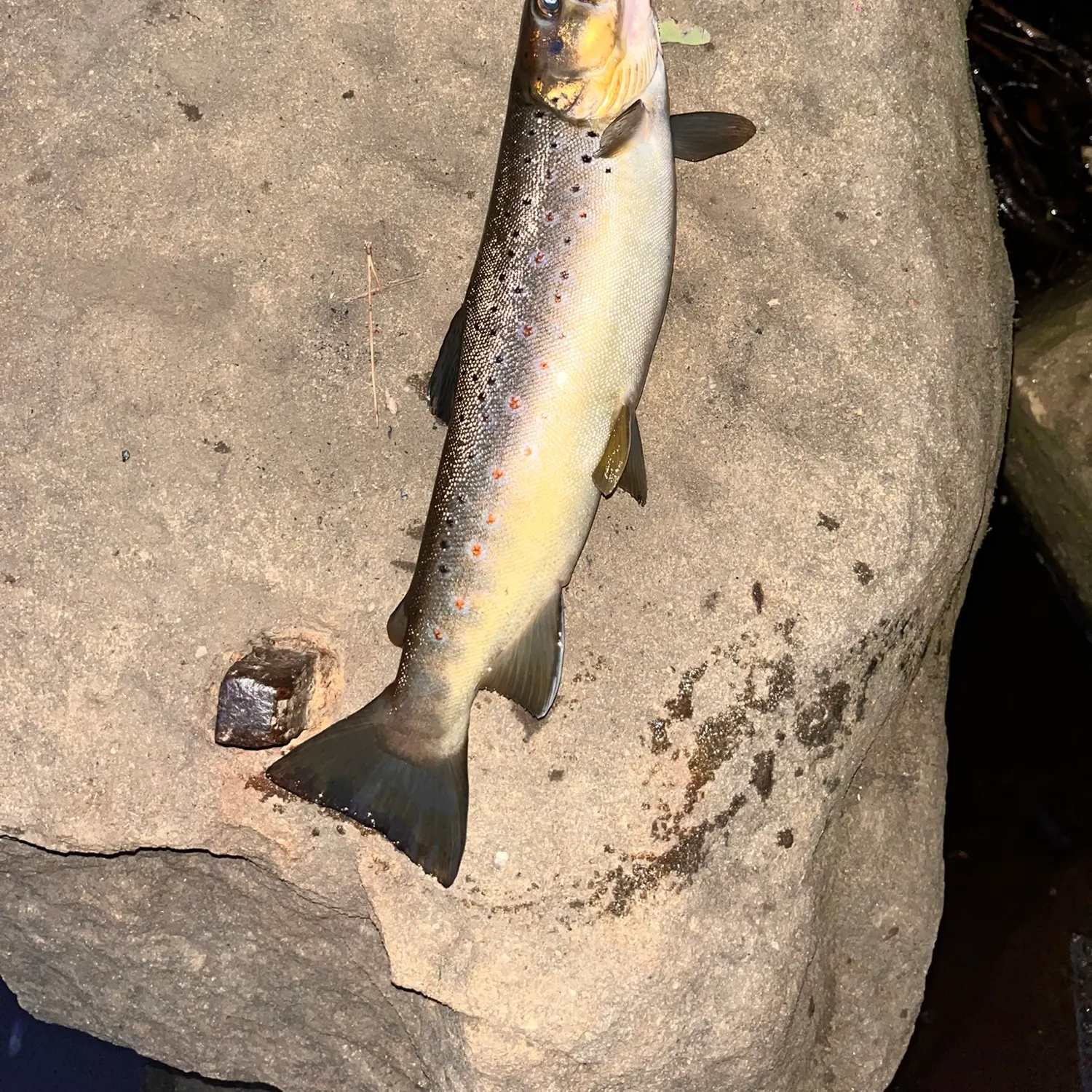 Brown trout caught on Fishbrain