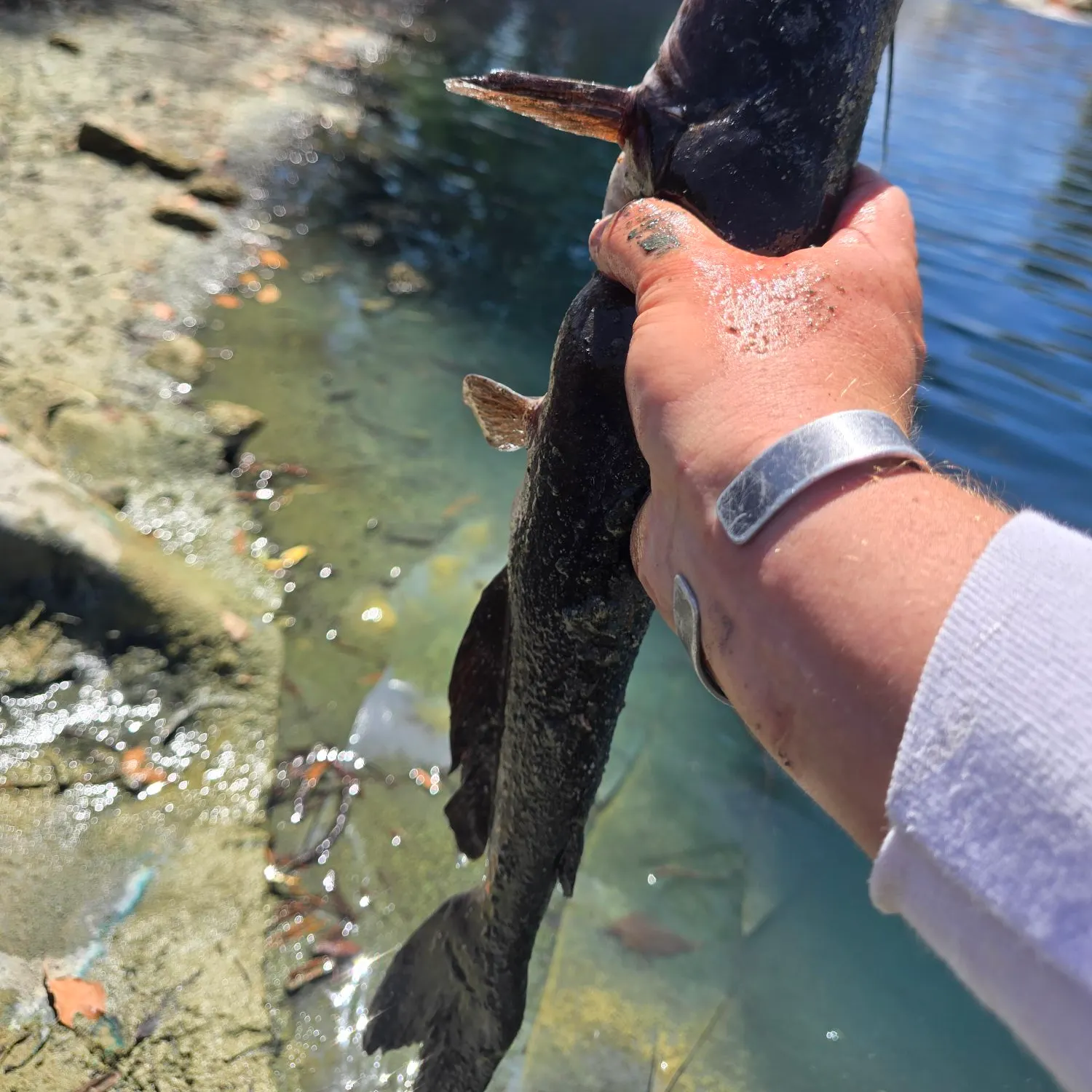 Channel catfish caught on Fishbrain