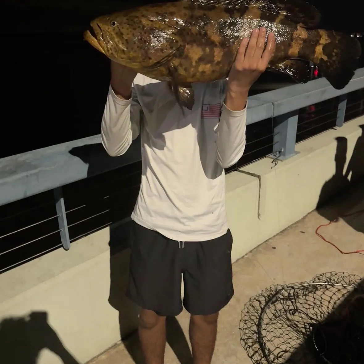 Atlantic goliath grouper caught on Fishbrain