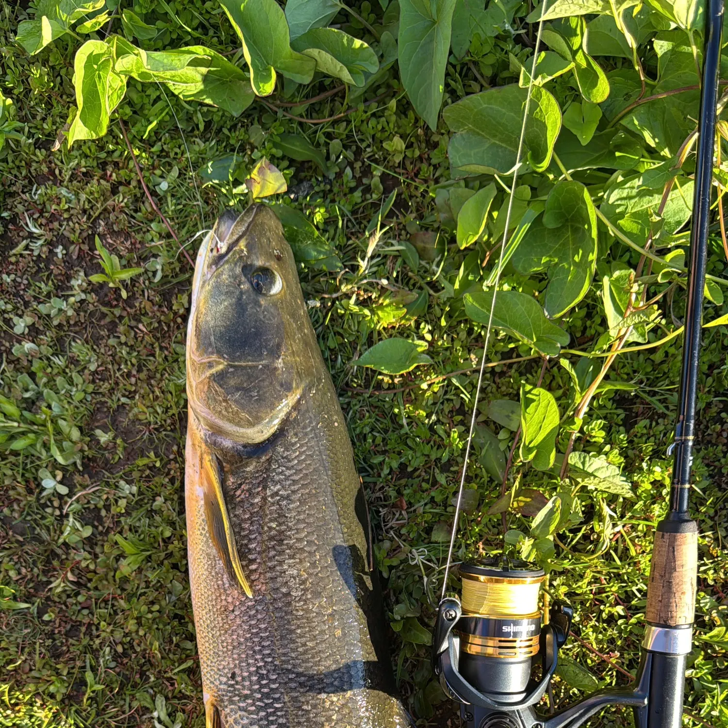 catch