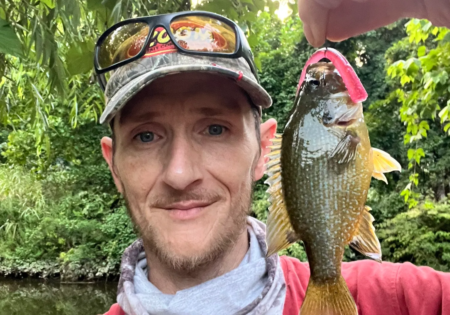 Green sunfish