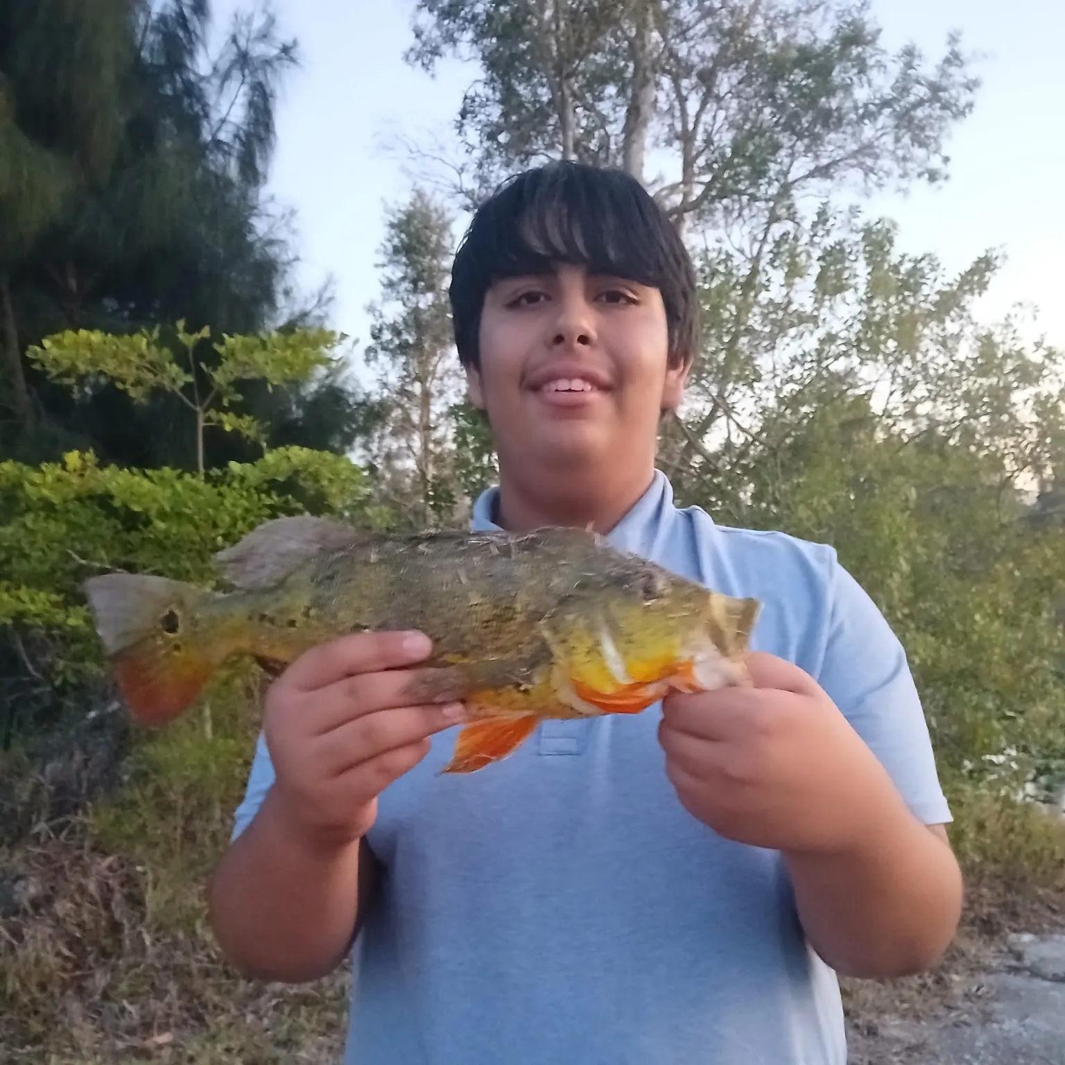 The most recent Butterfly peacock bass catches on Fishbrain