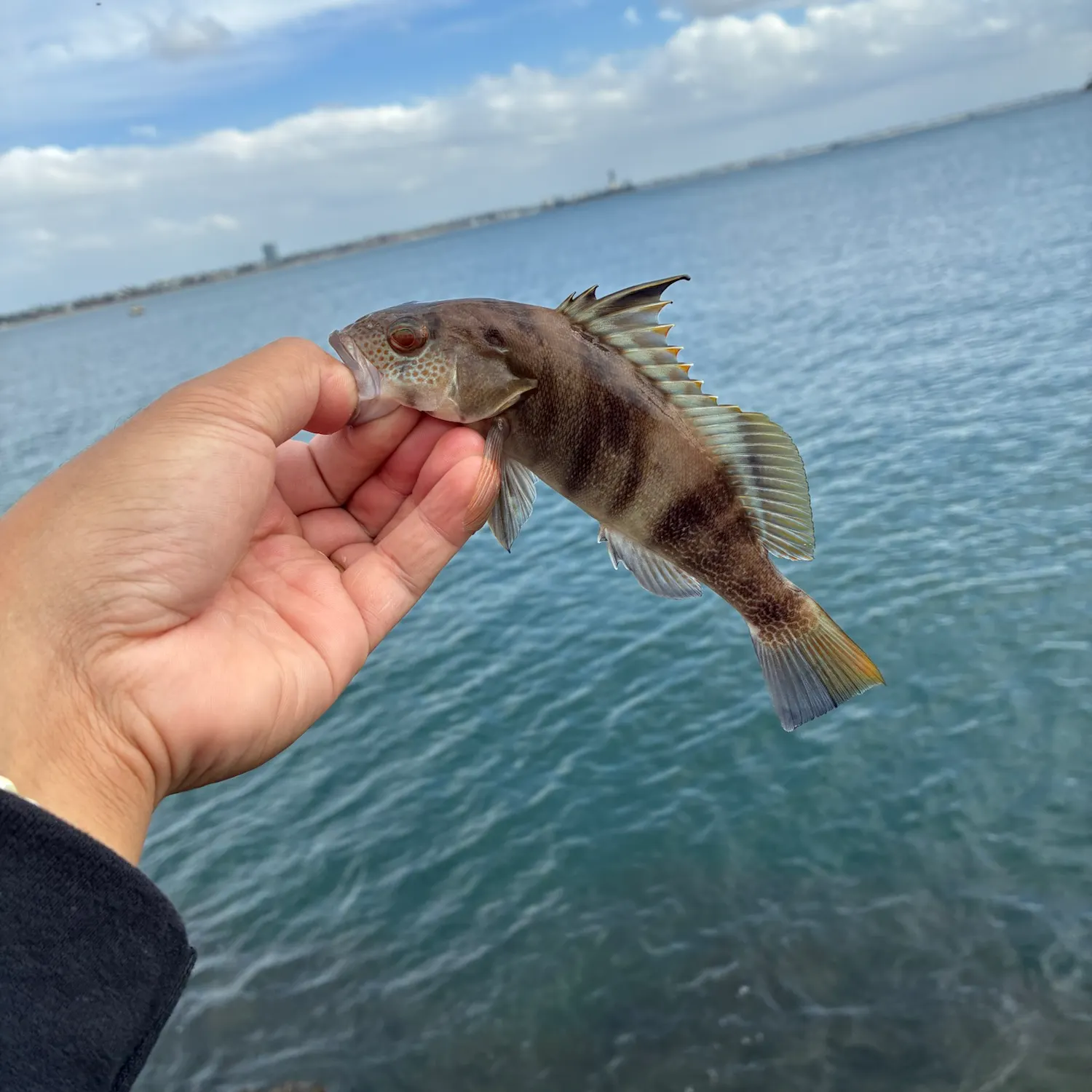 Barred sand bass caught on Fishbrain