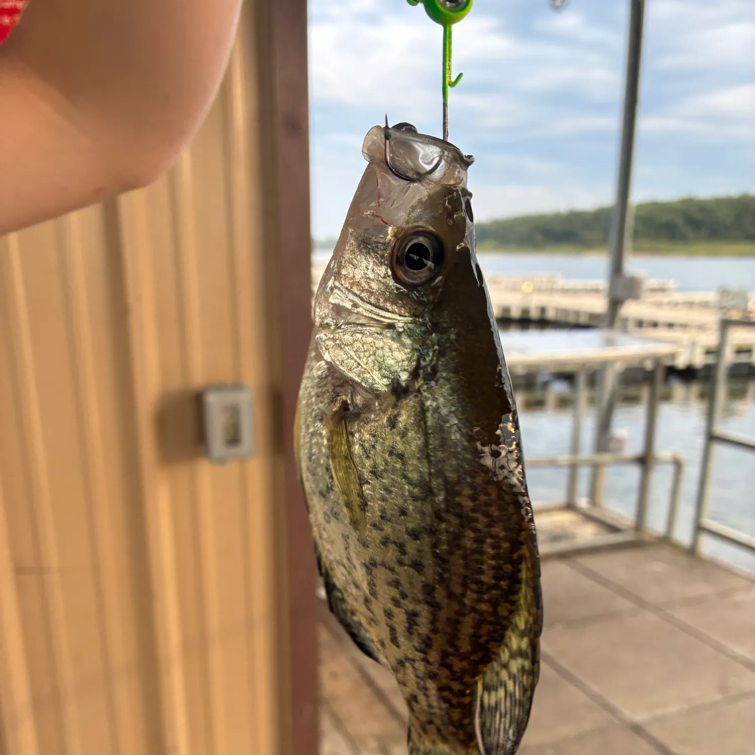Black crappie caught on Fishbrain