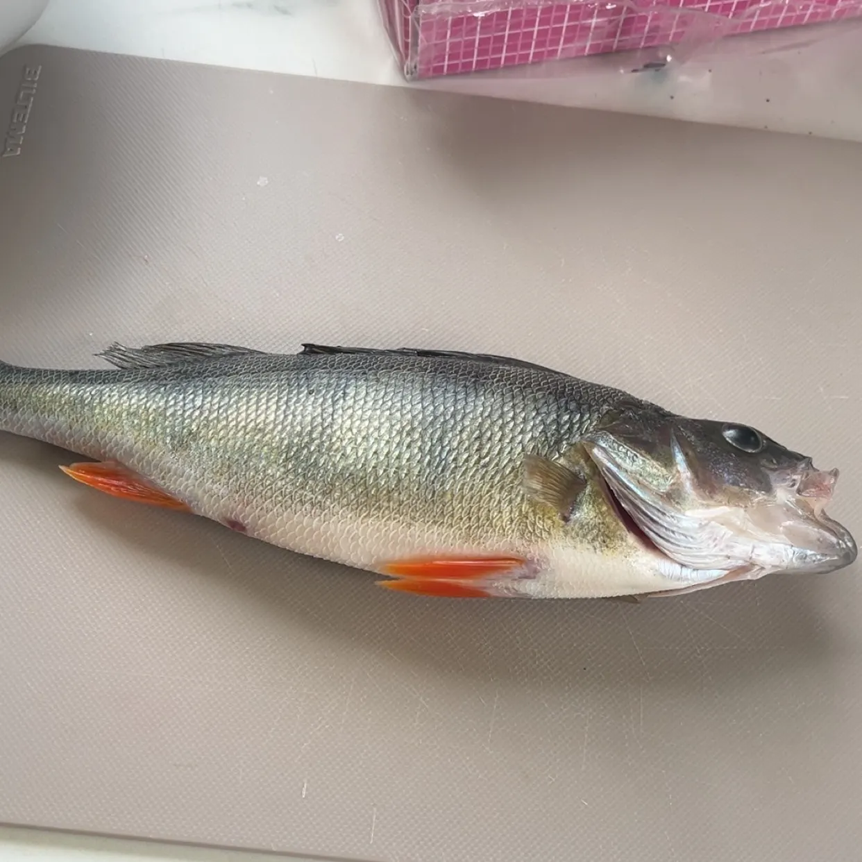 European perch caught on Fishbrain