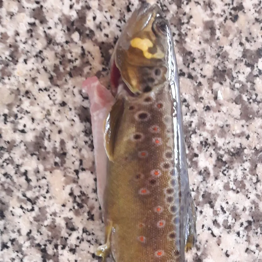 The most recent Lake trout catches on Fishbrain