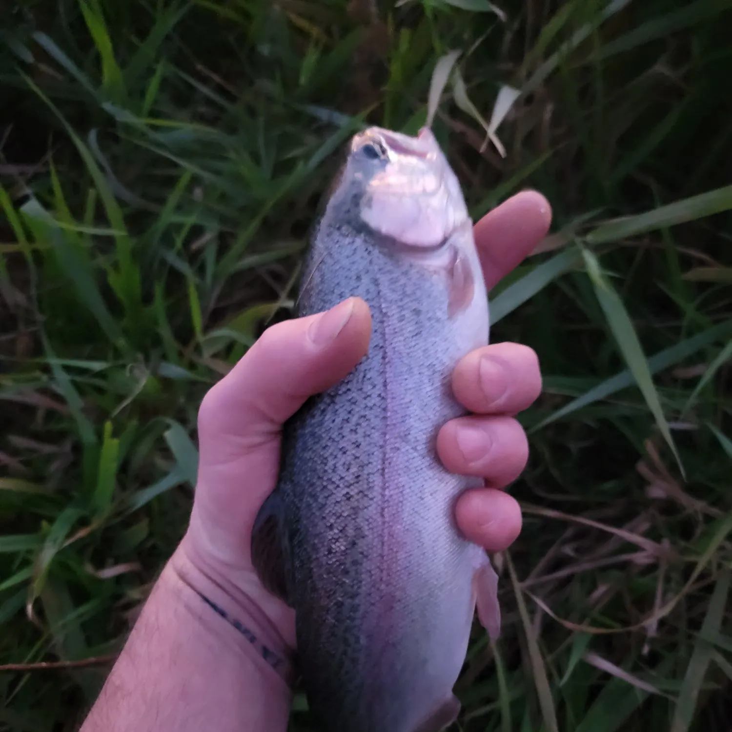 Rainbow trout caught on Fishbrain