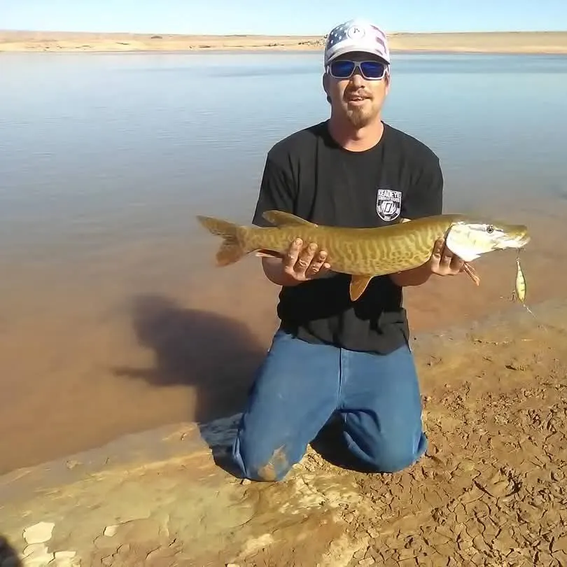 Tiger muskie caught on Fishbrain