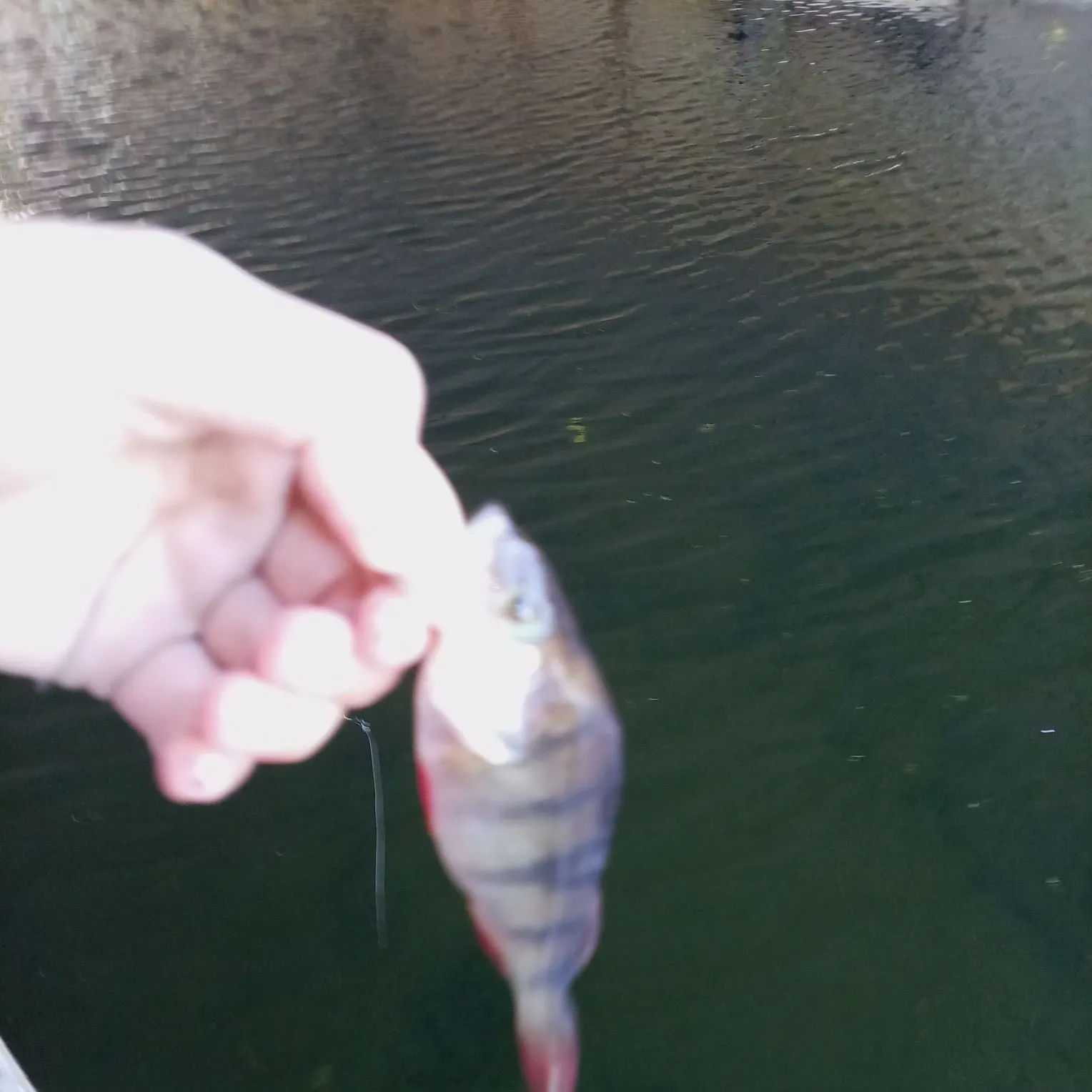 European perch caught on Fishbrain