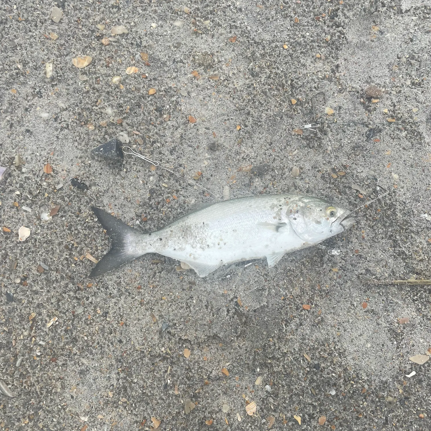 Bluefish caught on Fishbrain