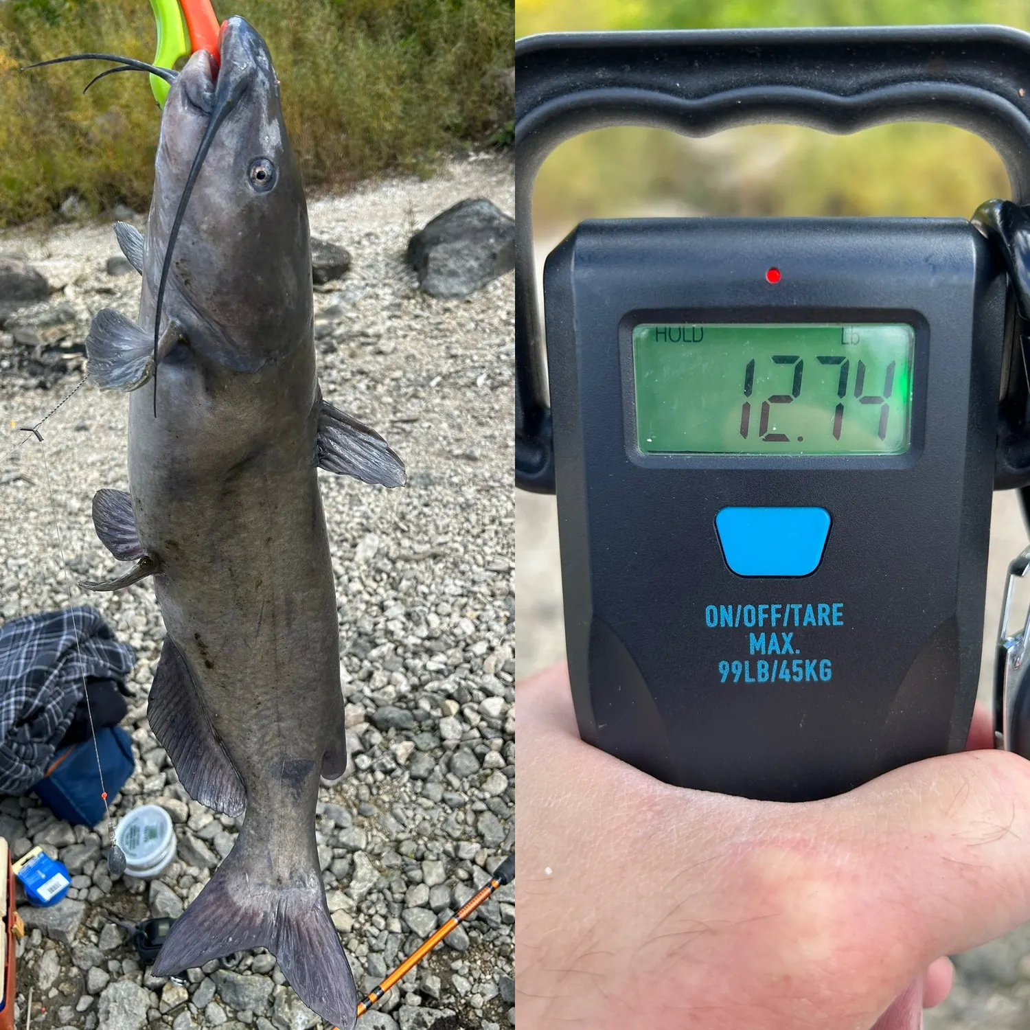Channel catfish caught on Fishbrain