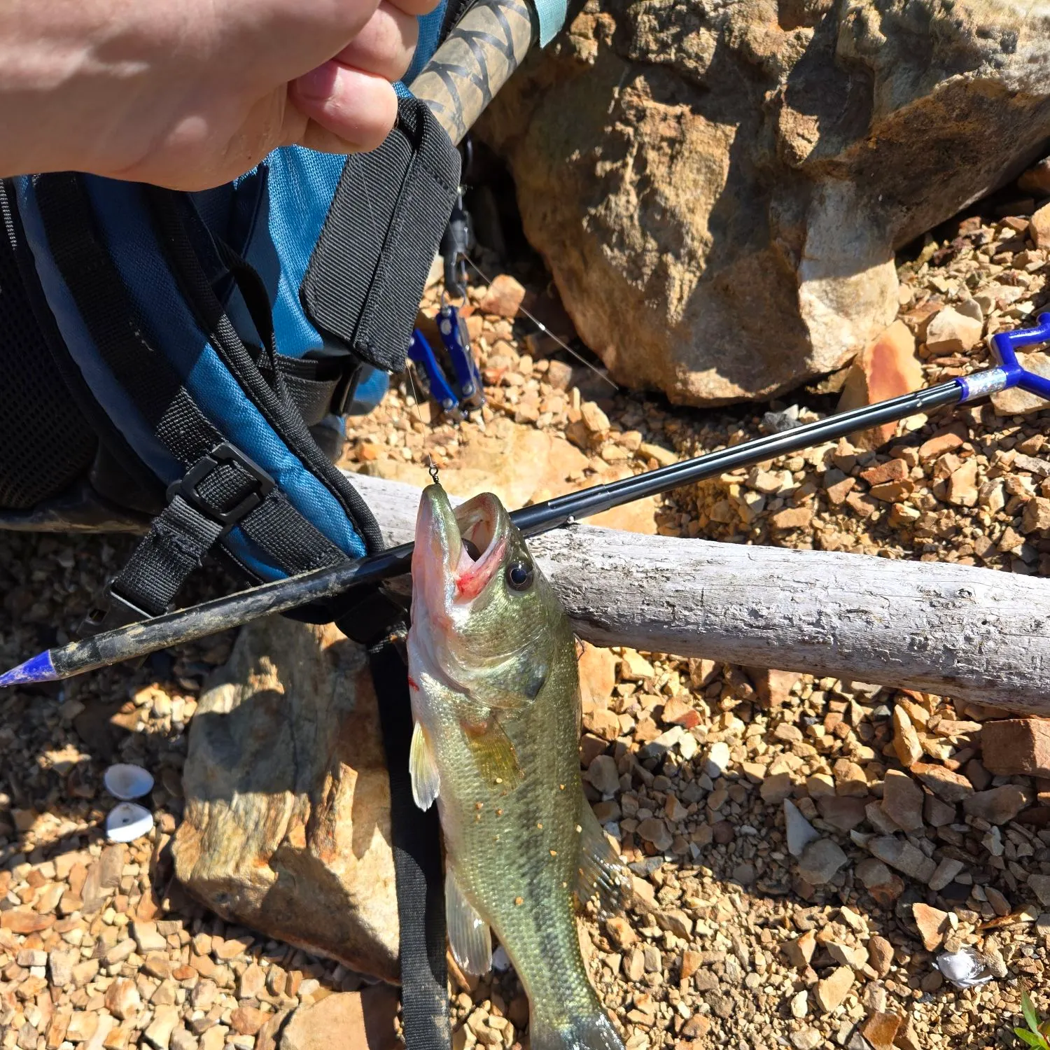 Largemouth bass caught on Fishbrain