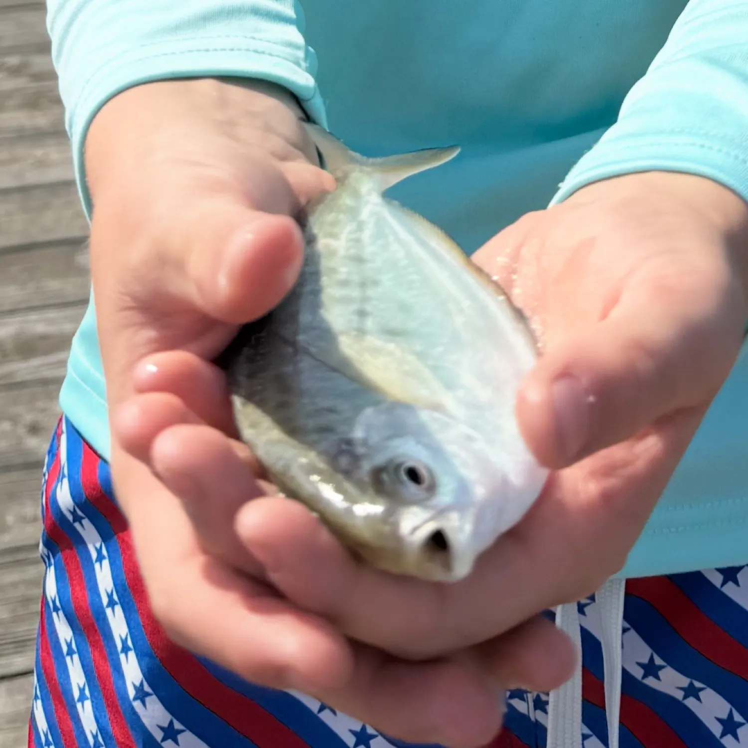 The most recent American butterfish catches on Fishbrain