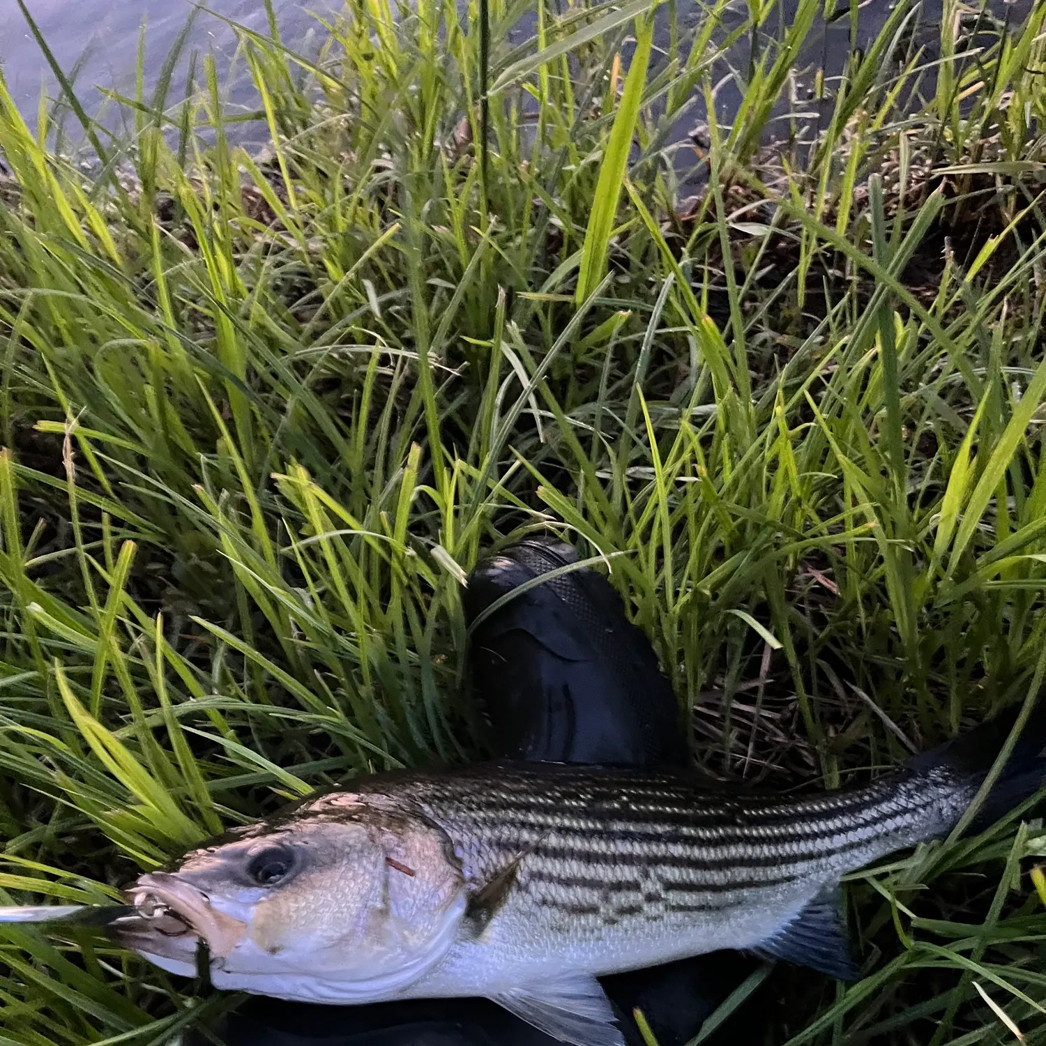 The most recent Striped bass catches on Fishbrain