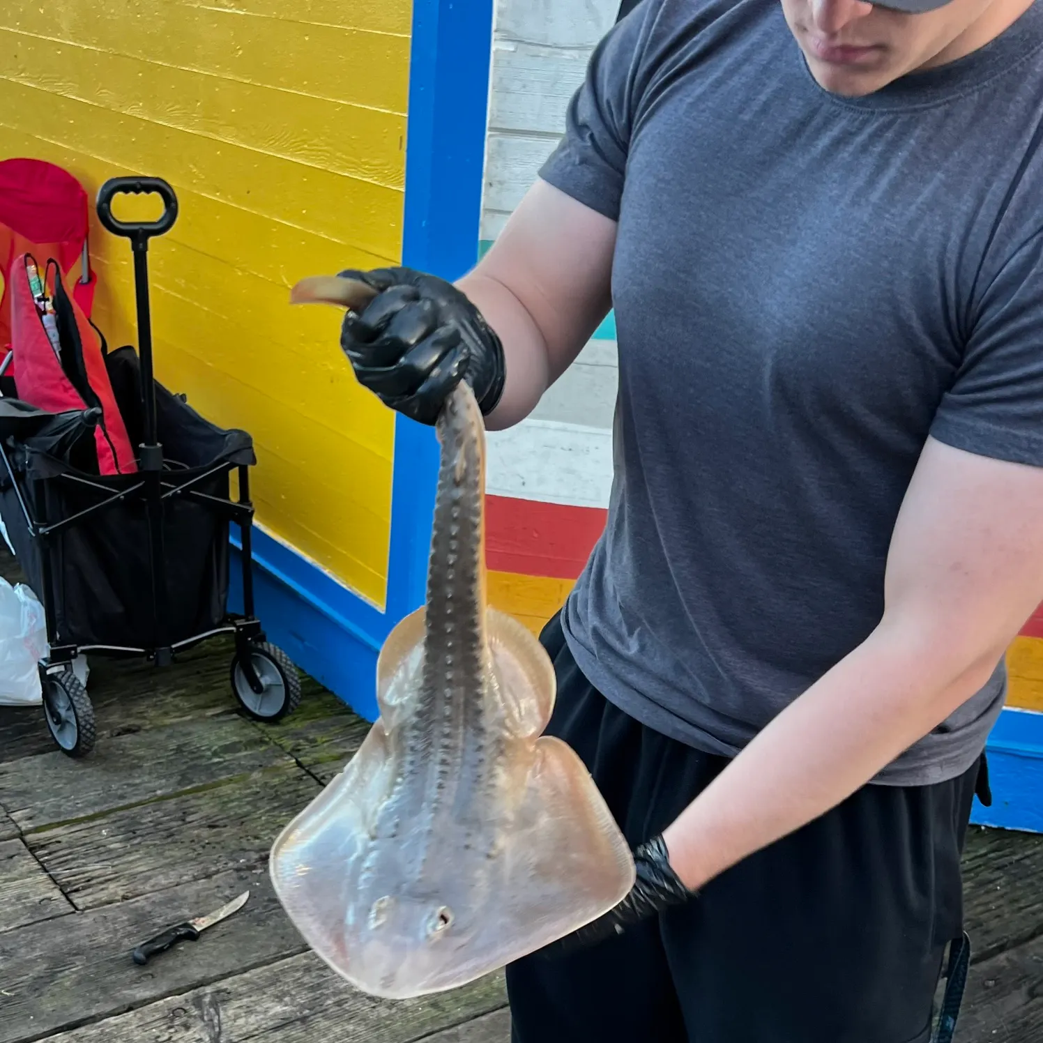 The most recent Thornback guitarfish catches on Fishbrain