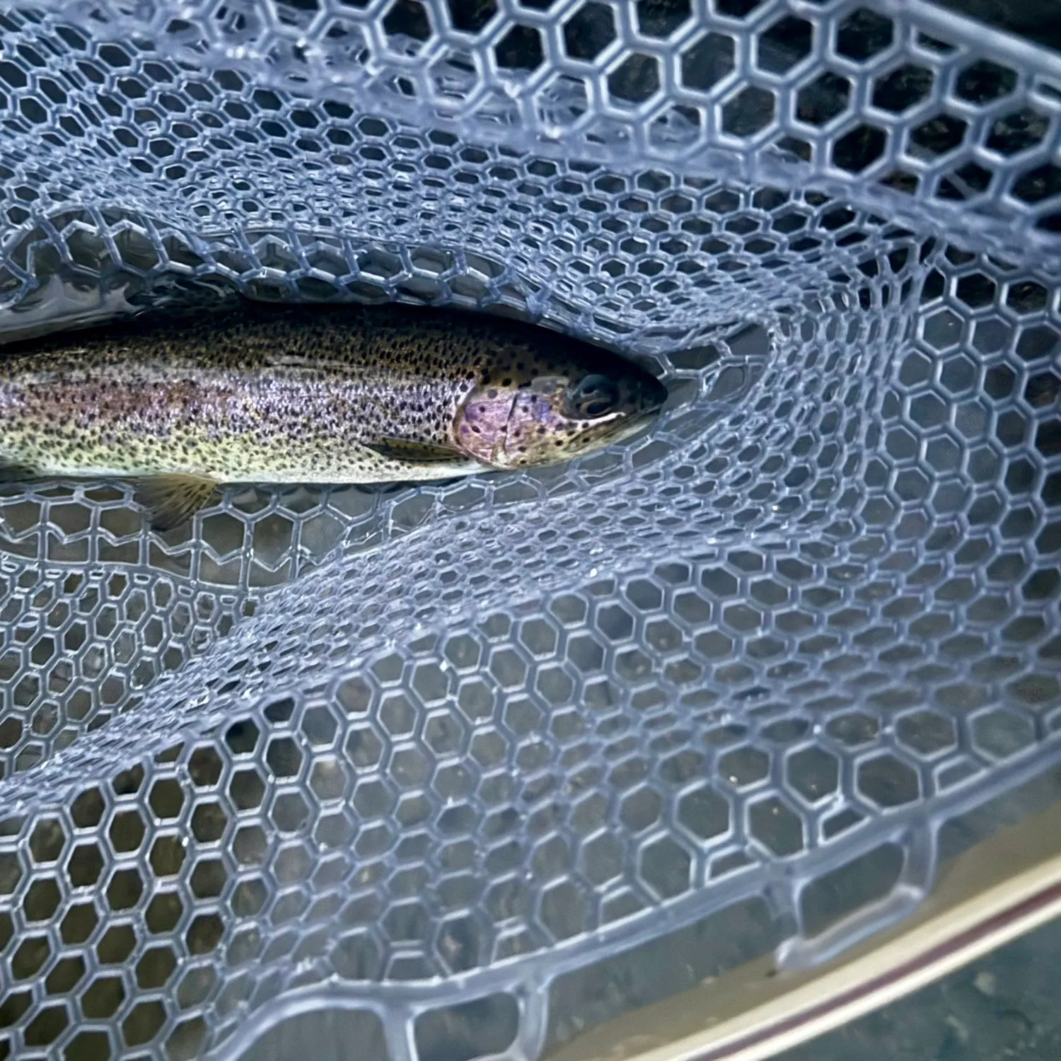 Rainbow trout caught on Fishbrain
