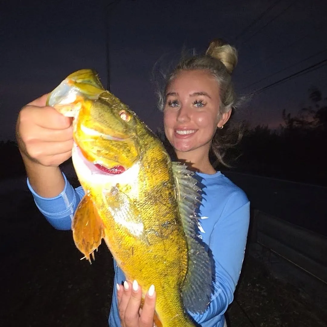 Butterfly peacock bass caught on Fishbrain