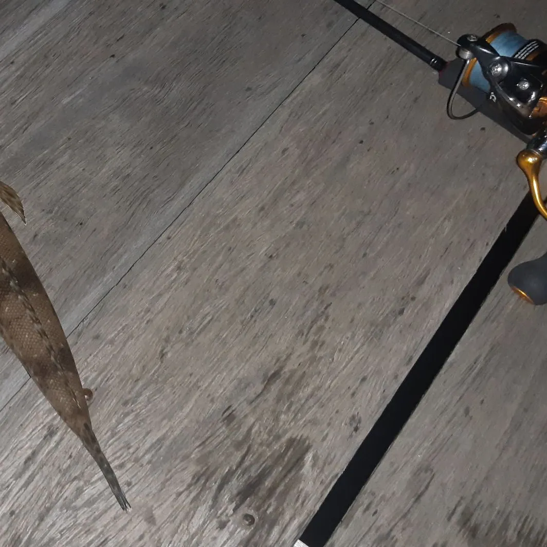 The most recent Dusky flathead catches on Fishbrain