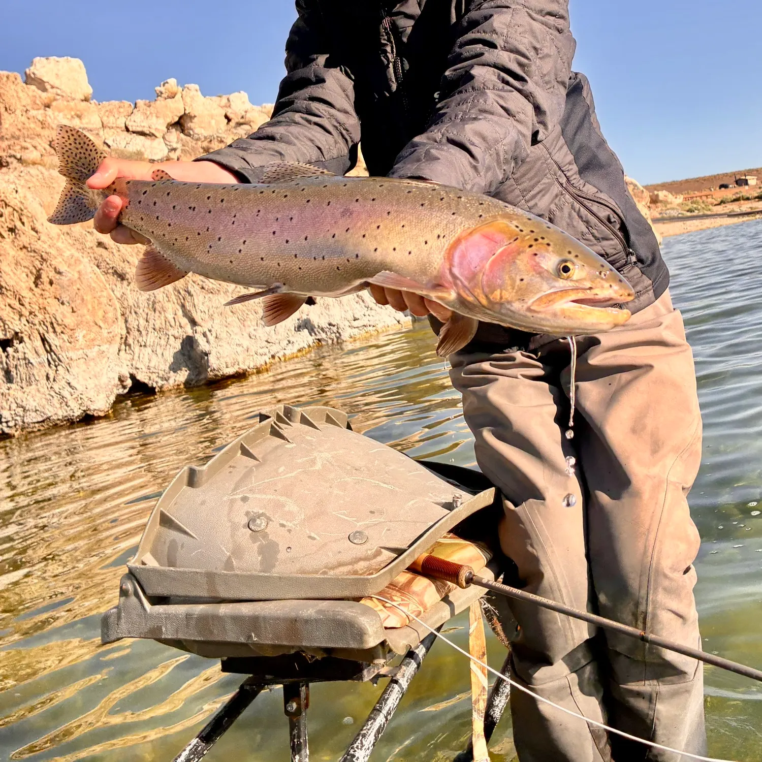The most recent Lahontan cutthroat trout catches on Fishbrain