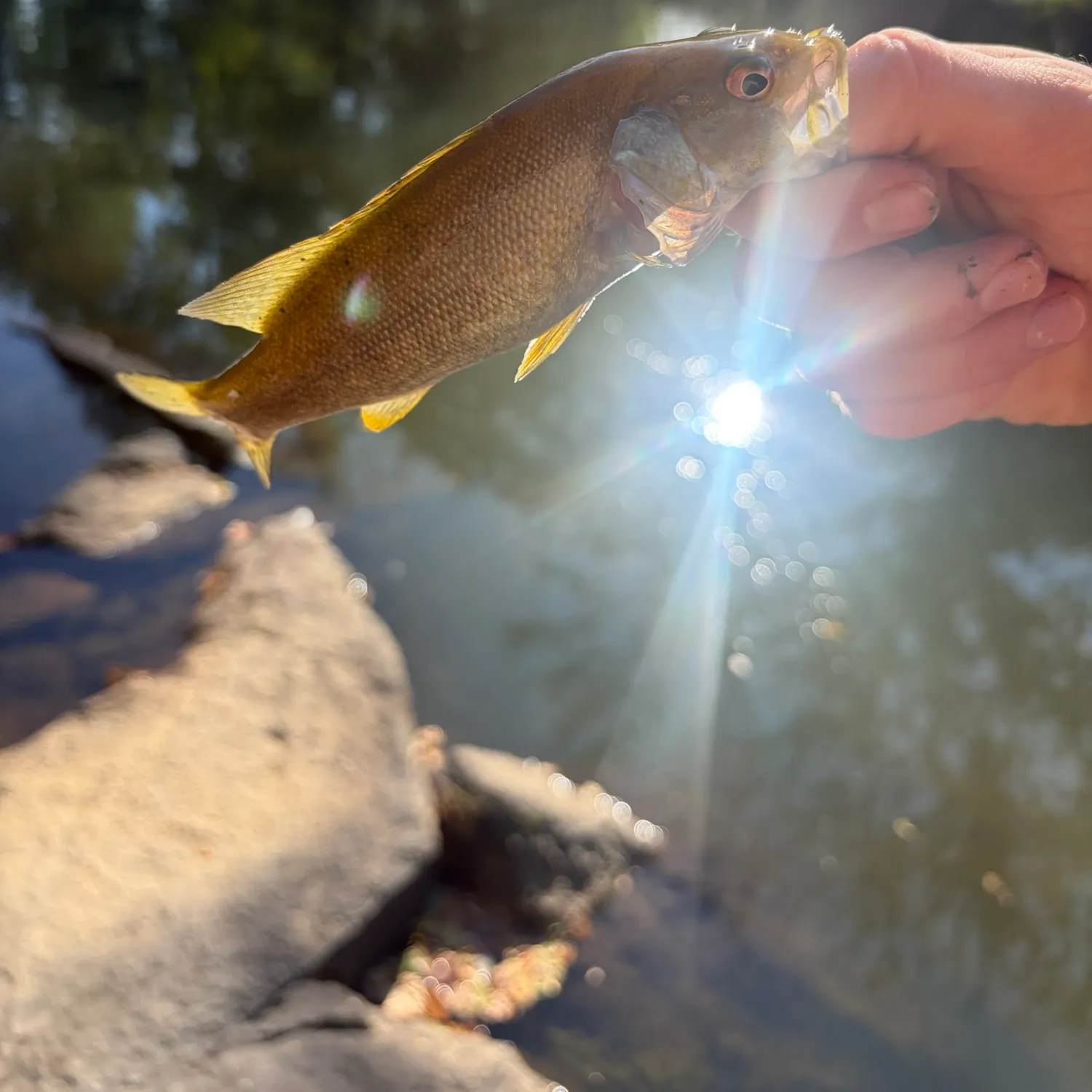 Smallmouth bass caught on Fishbrain