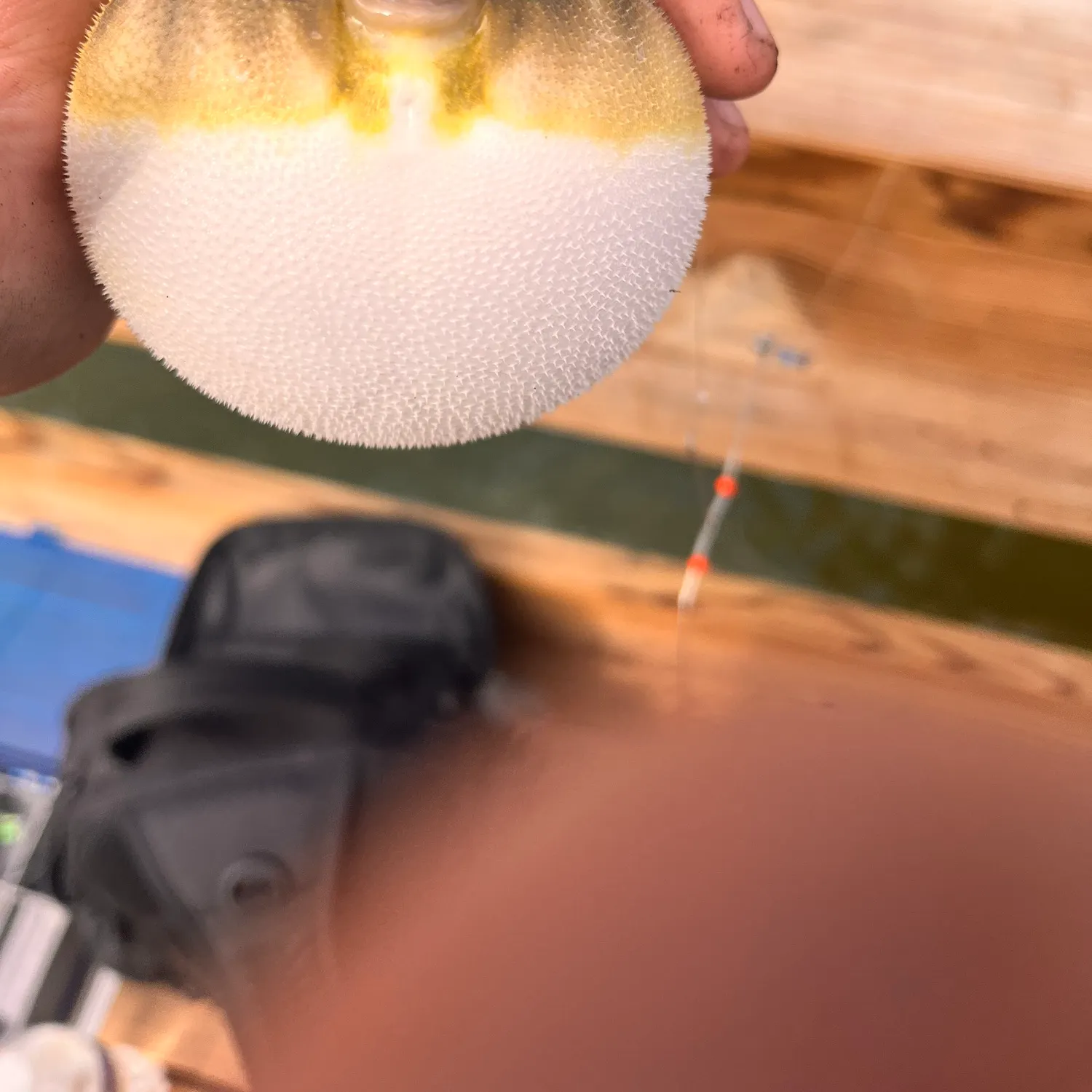 Southern puffer caught on Fishbrain