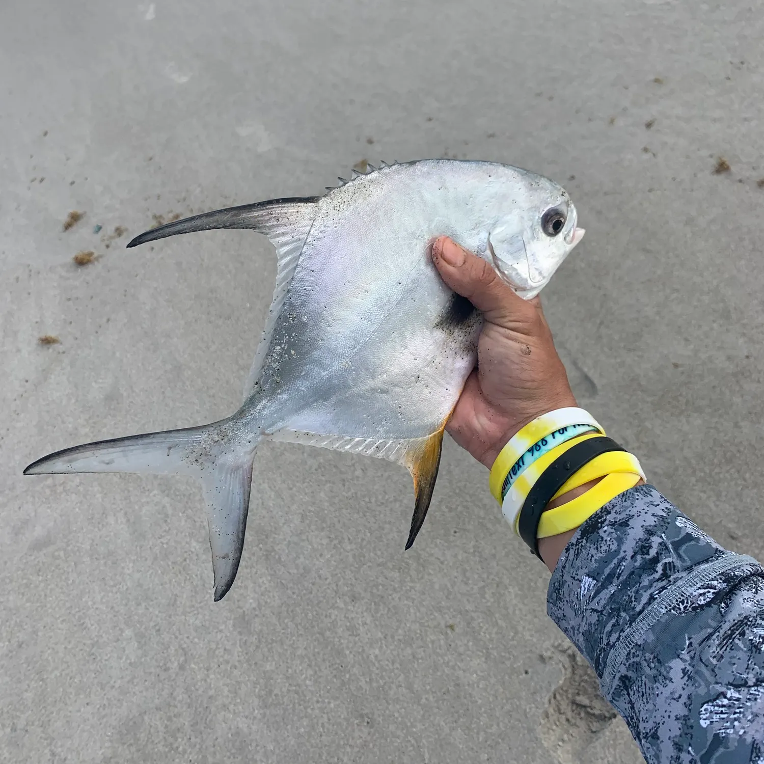 The most recent Permit catches on Fishbrain