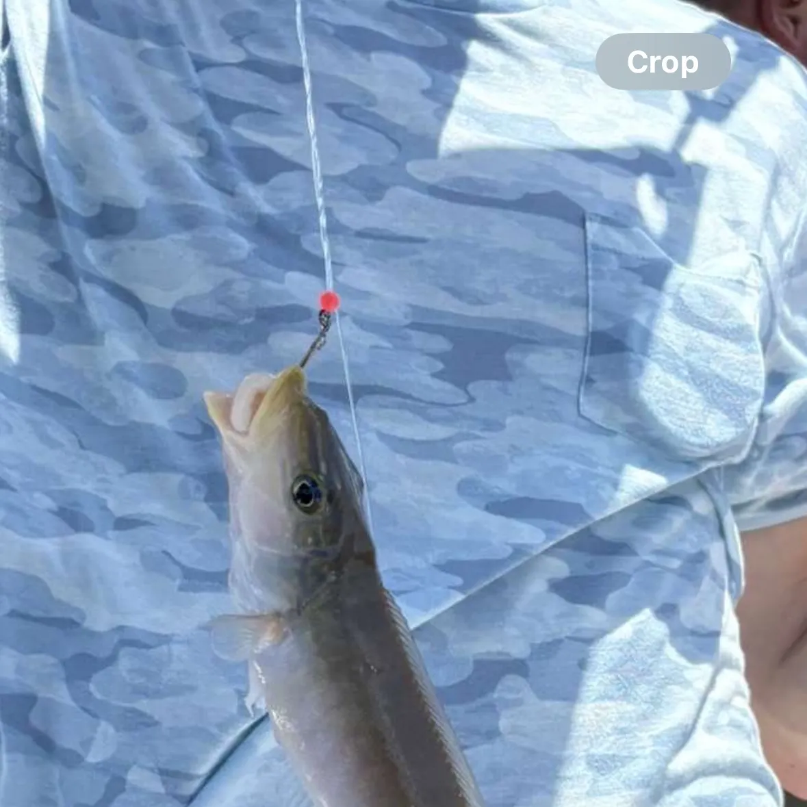 The most recent Sand tilefish catches on Fishbrain