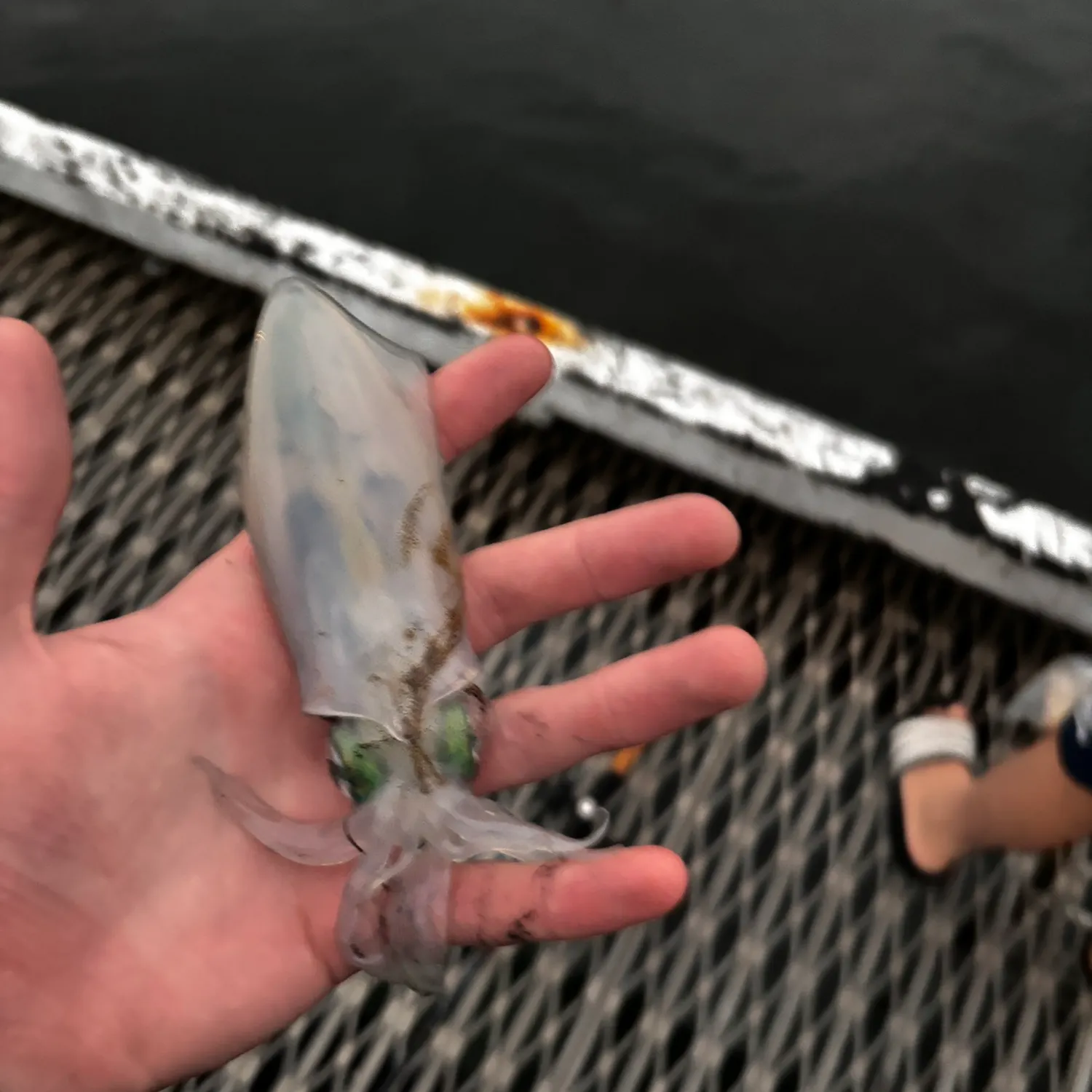 The most recent Southern calamari catches on Fishbrain