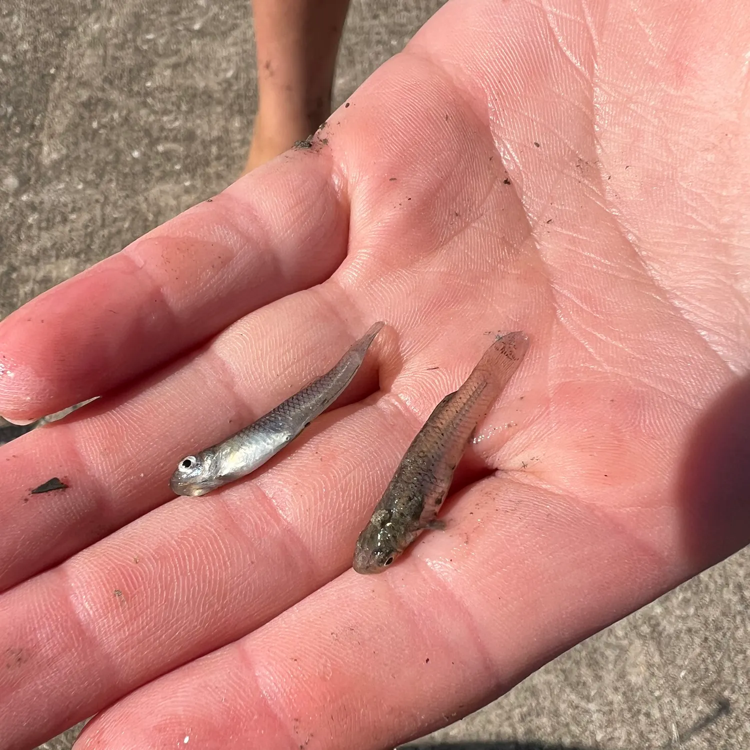 The most recent Western mosquitofish catches on Fishbrain
