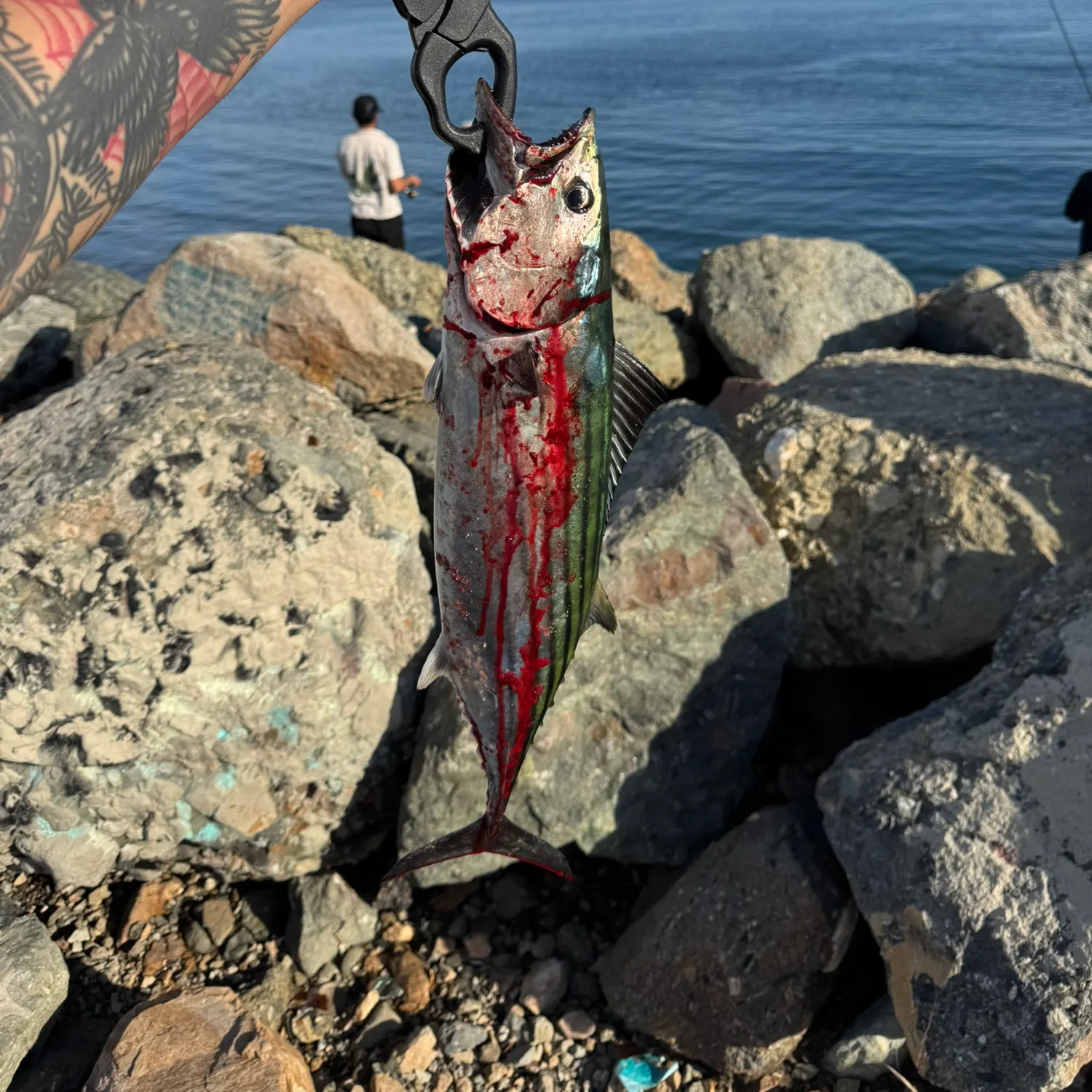 The most recent Pacific bonito catches on Fishbrain