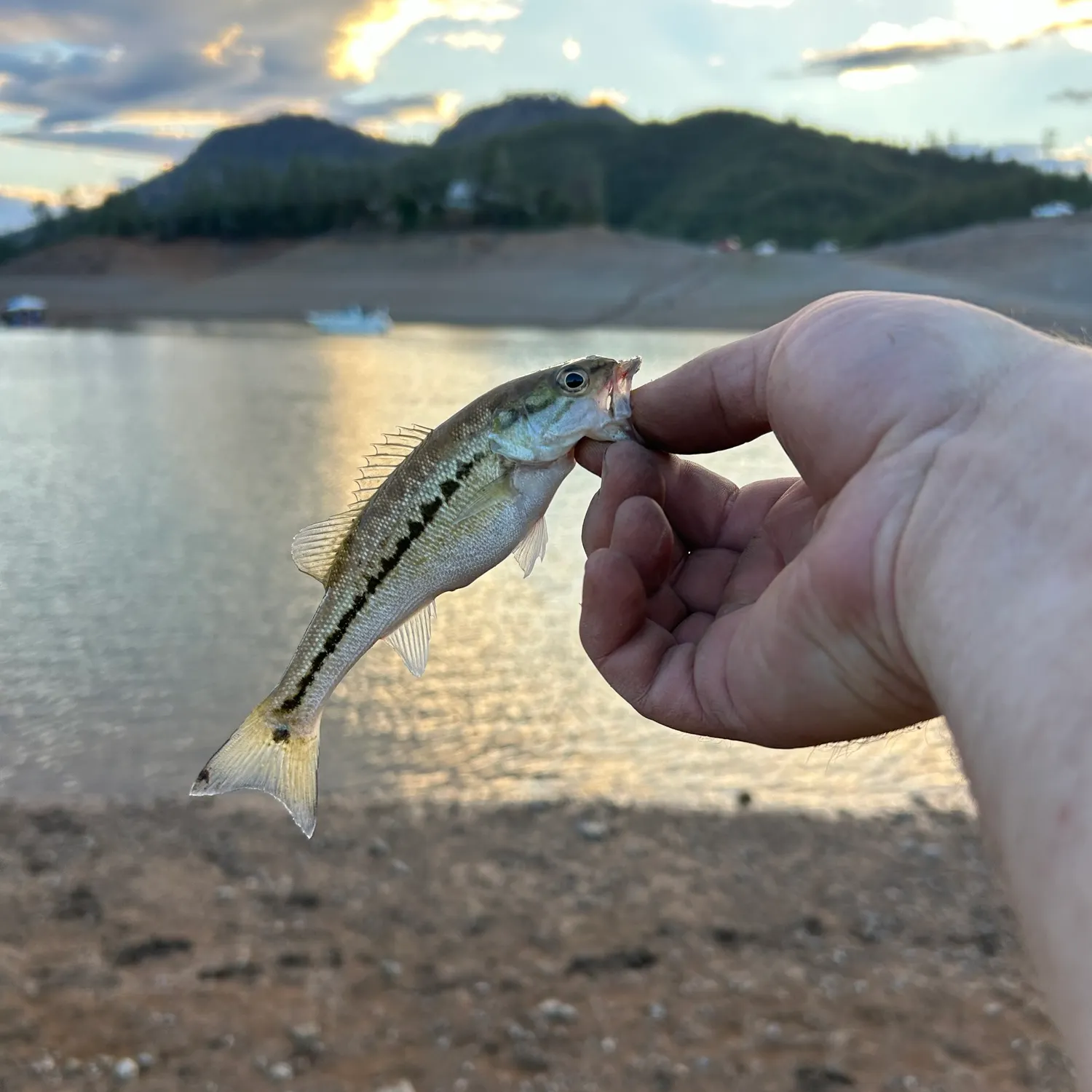 Spotted bass caught on Fishbrain