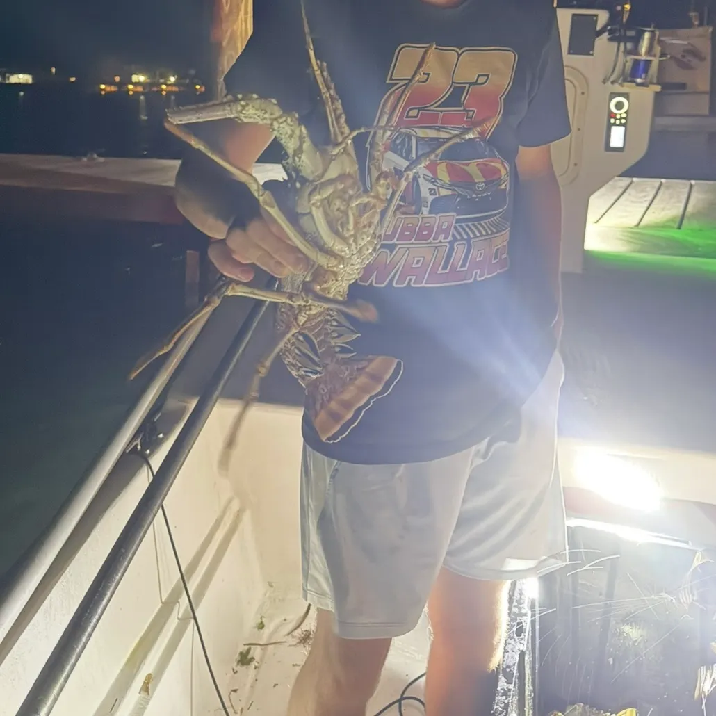 The most recent Caribbean spiny lobster catches on Fishbrain
