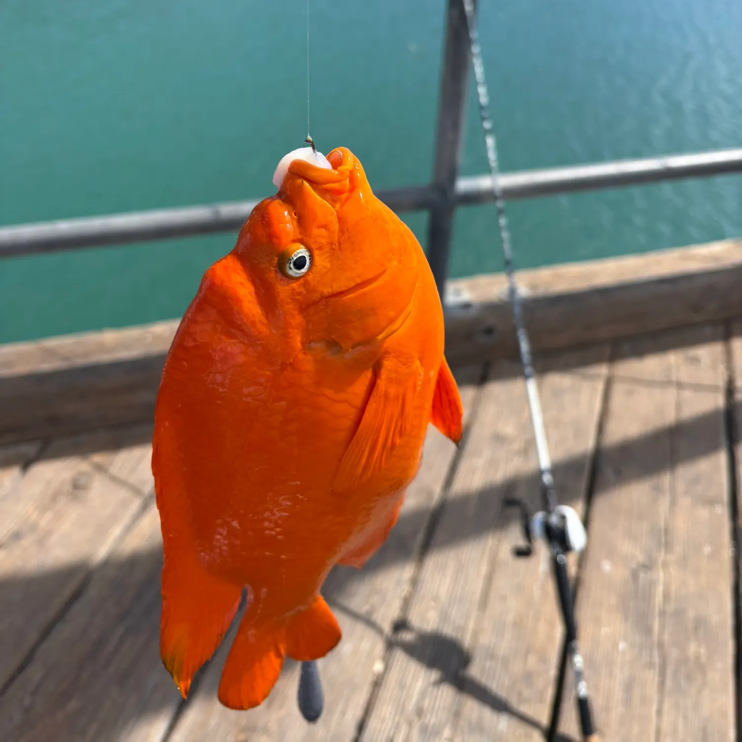 The most recent Garibaldi damselfish catches on Fishbrain