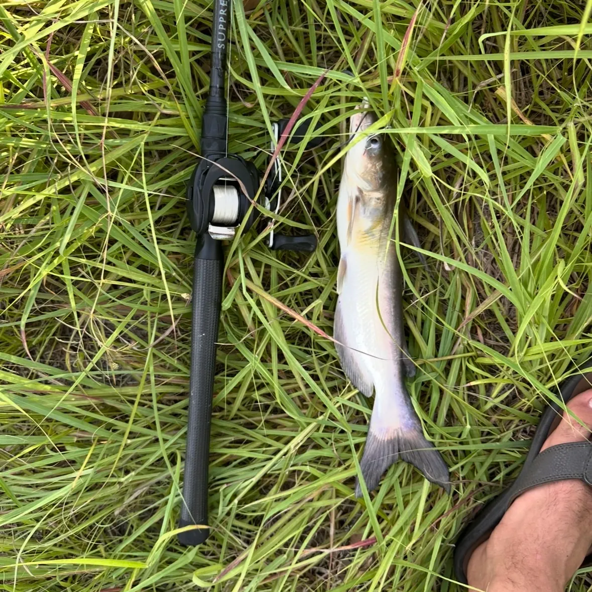 Channel catfish caught on Fishbrain