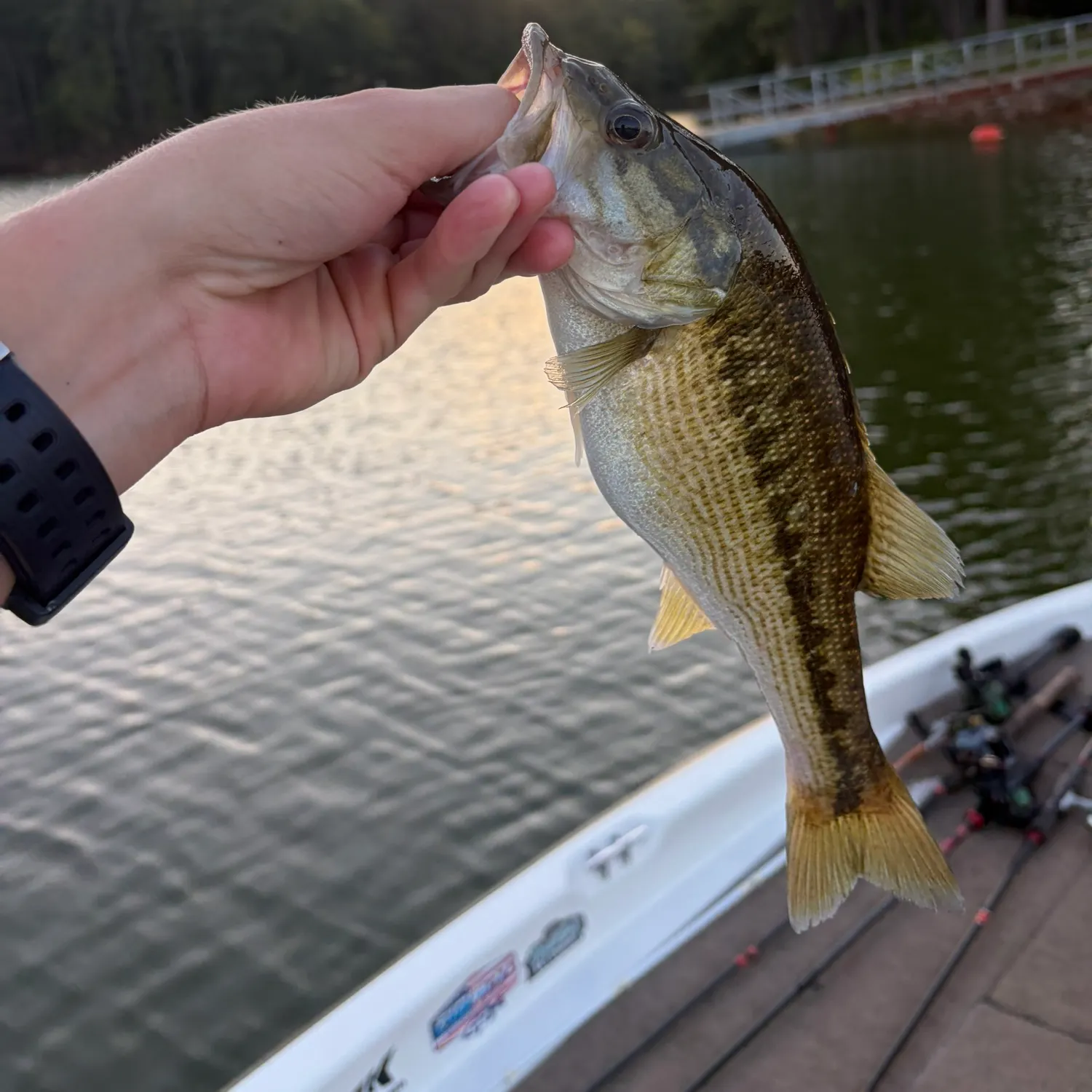 Spotted bass caught on Fishbrain