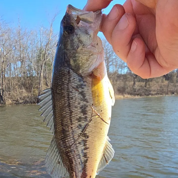 The most recent Spotted bass catches on Fishbrain