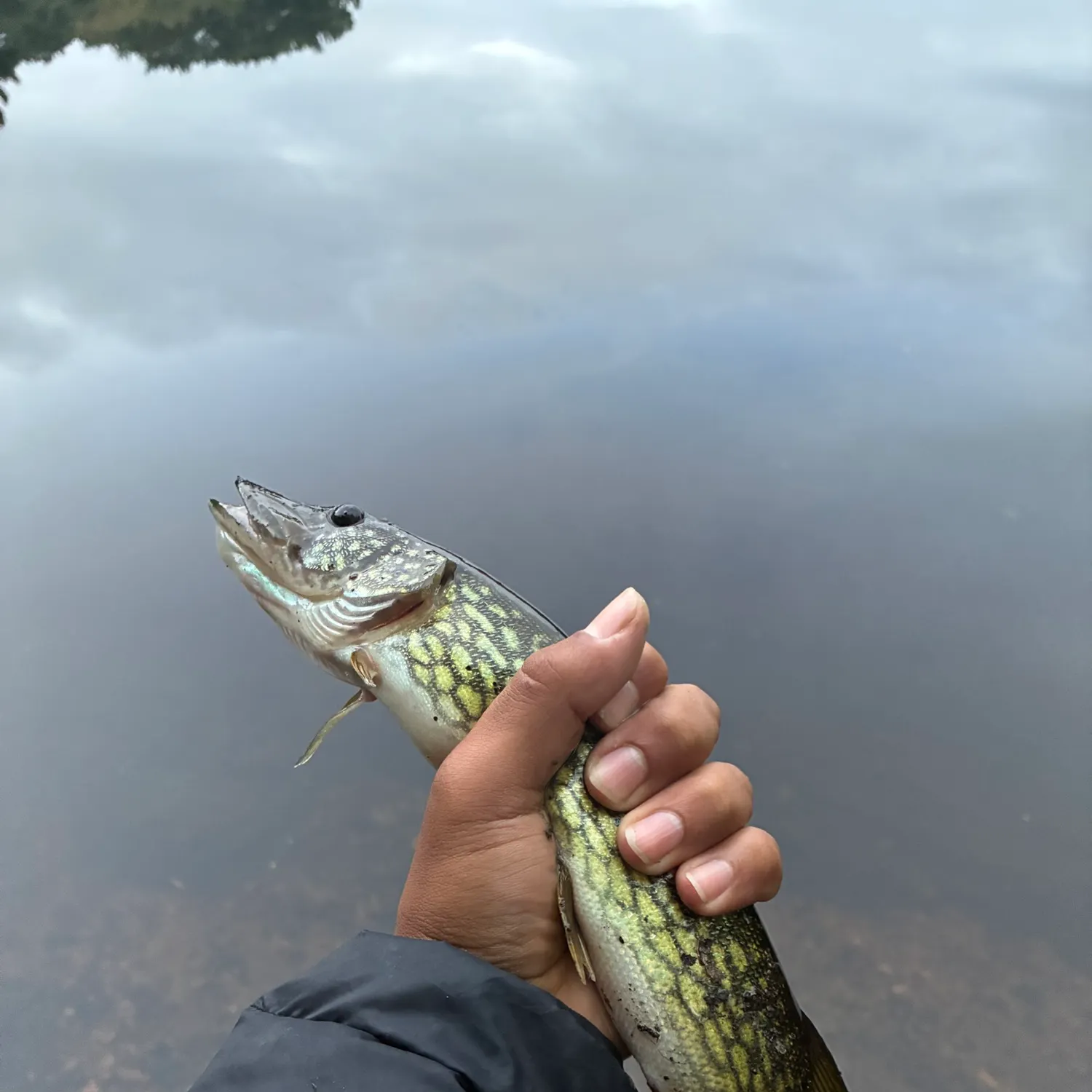Chain pickerel caught on Fishbrain