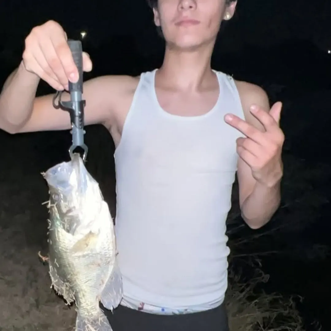 White crappie caught on Fishbrain