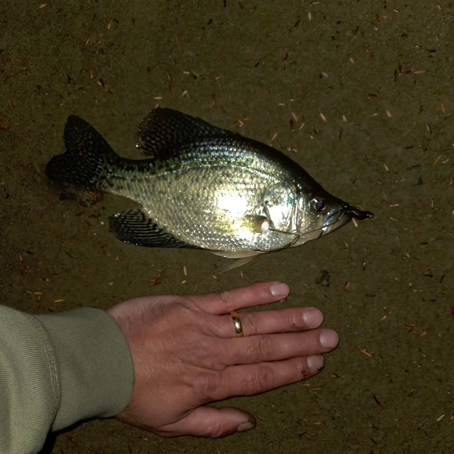 Black crappie caught on Fishbrain