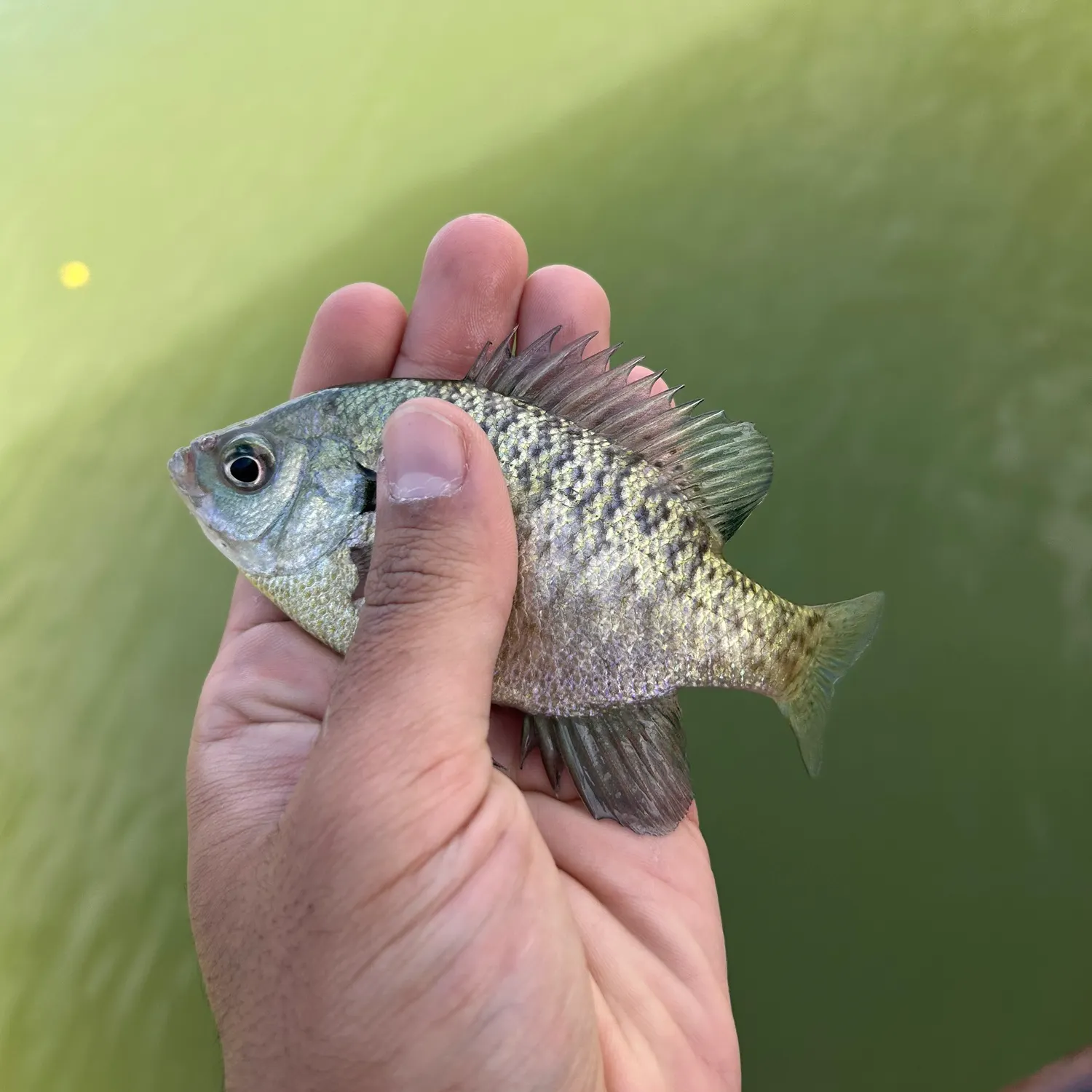 Bluegill caught on Fishbrain