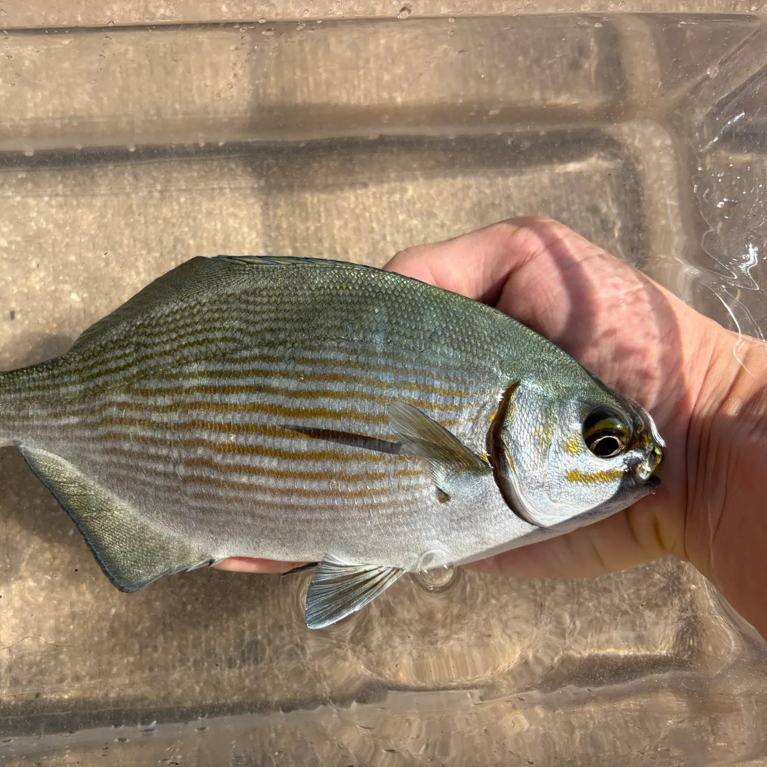 The most recent Brassy chub catches on Fishbrain