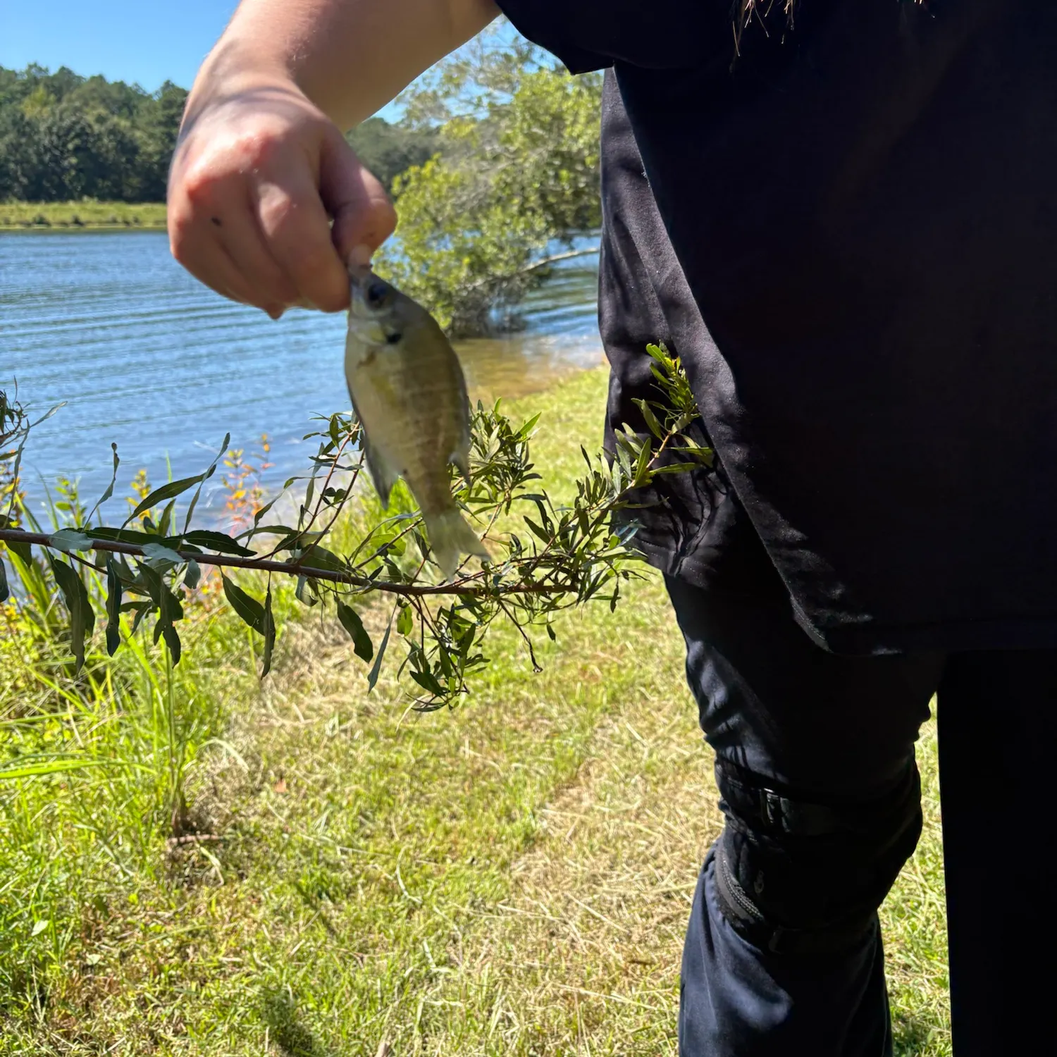 Fish caught on Fishbrain