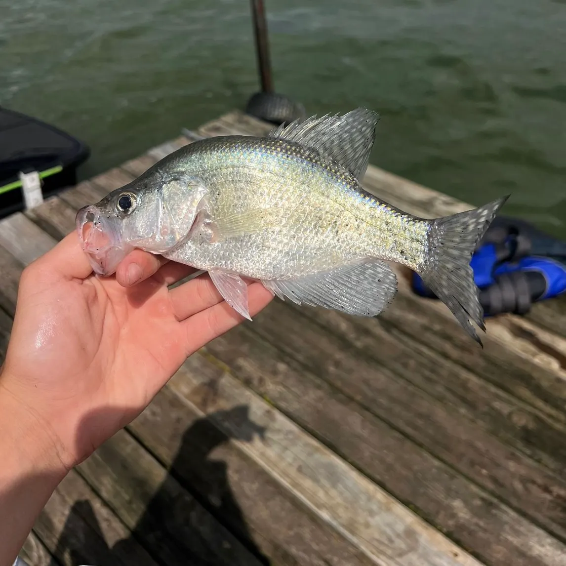 White crappie caught on Fishbrain
