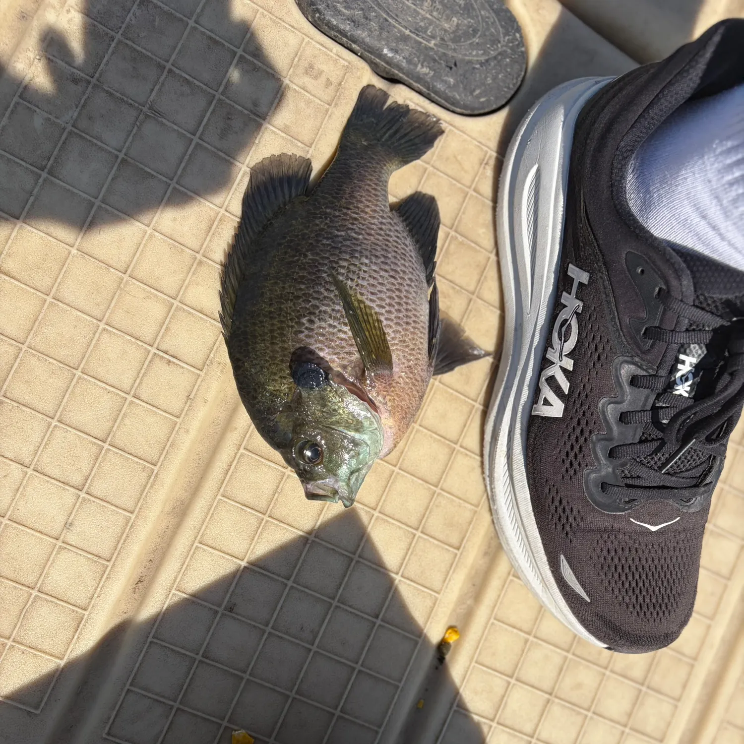 Bluegill caught on Fishbrain
