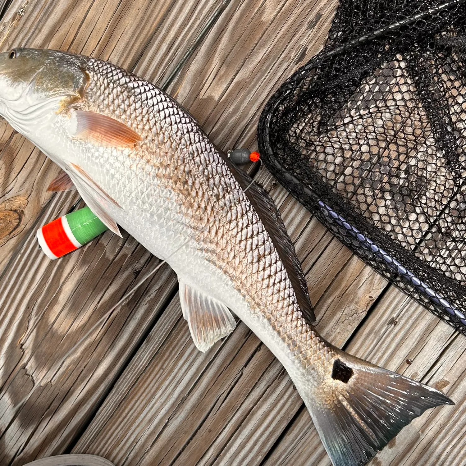 The most recent Red drum catches on Fishbrain