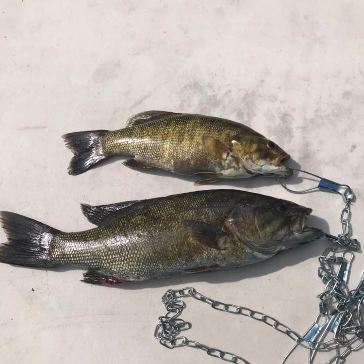 recently logged catches