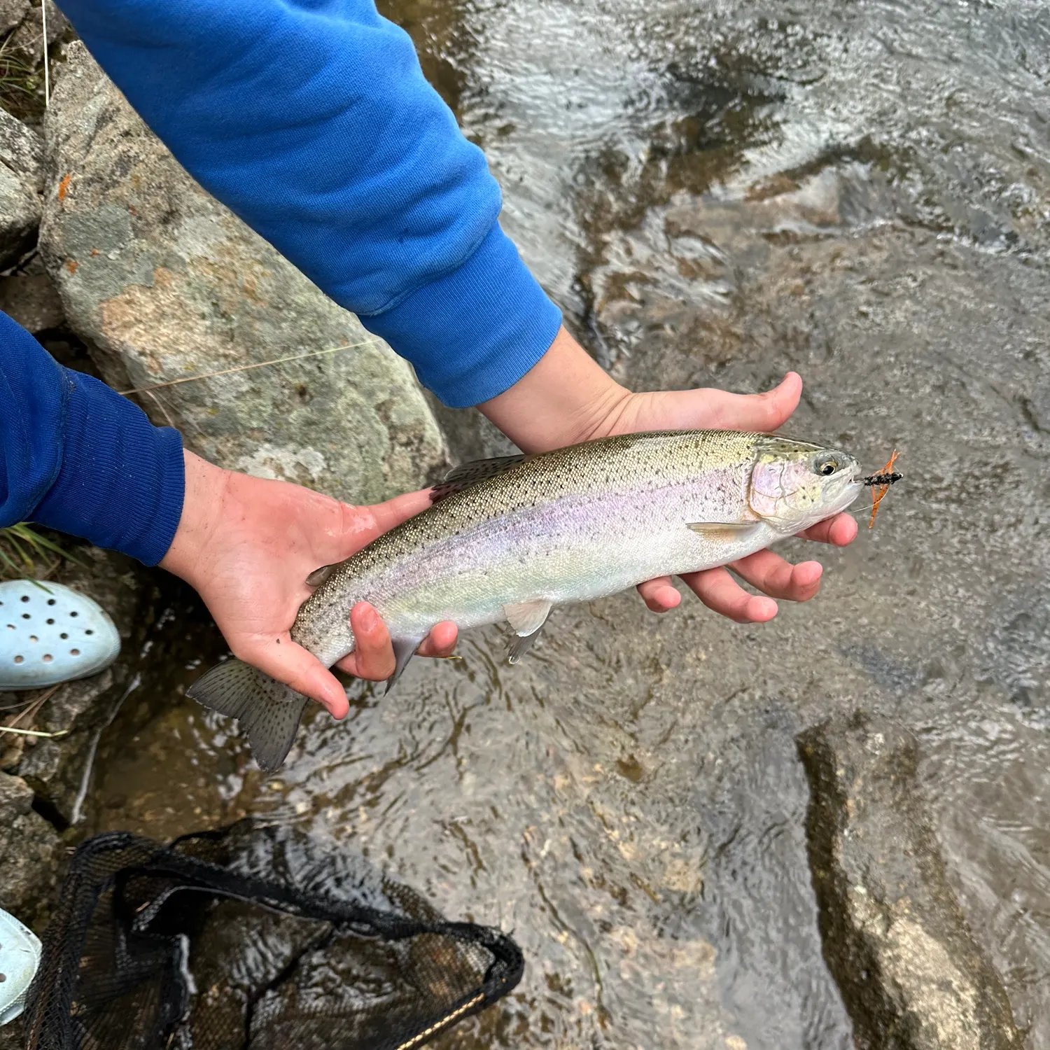 Rainbow trout caught on Fishbrain
