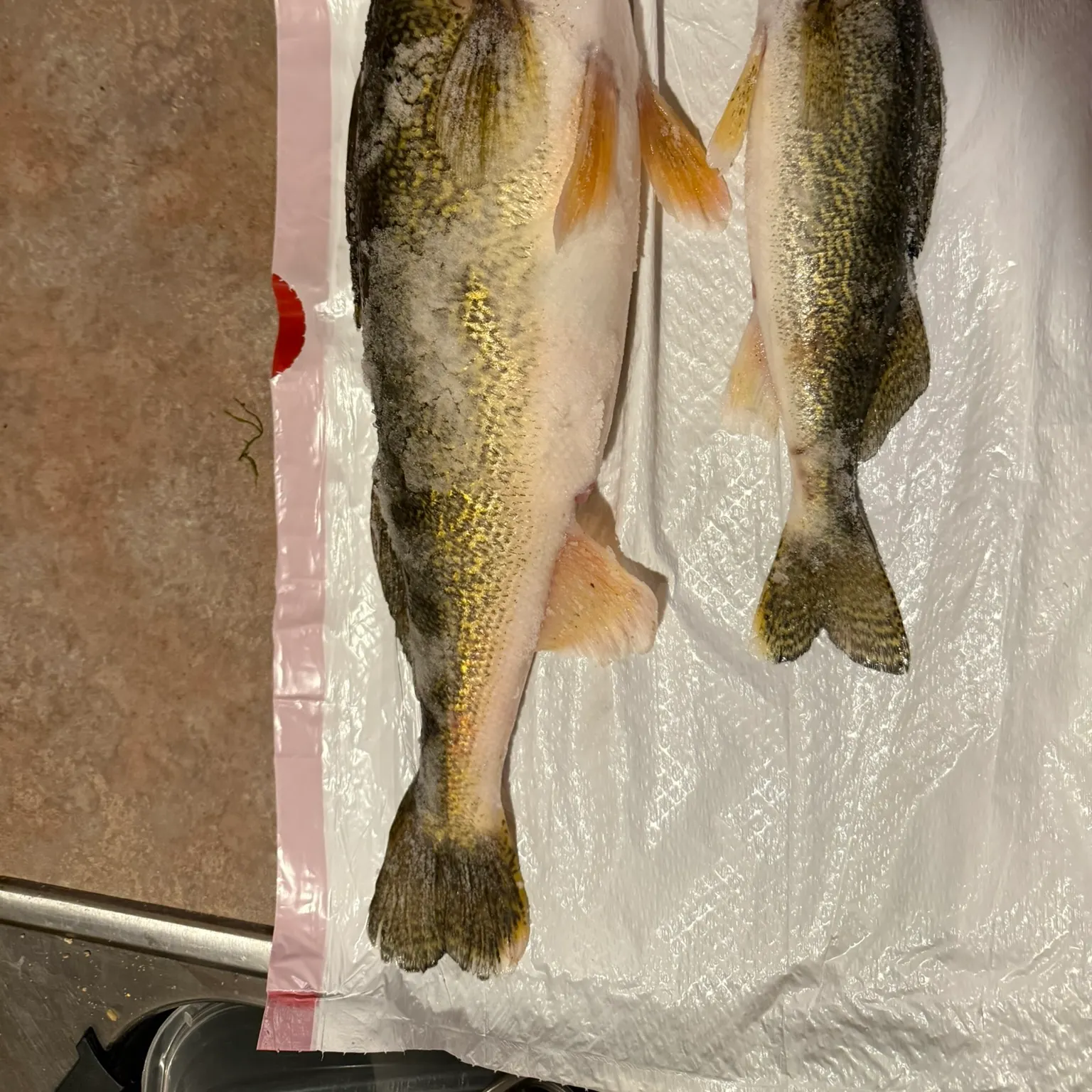 recently logged catches