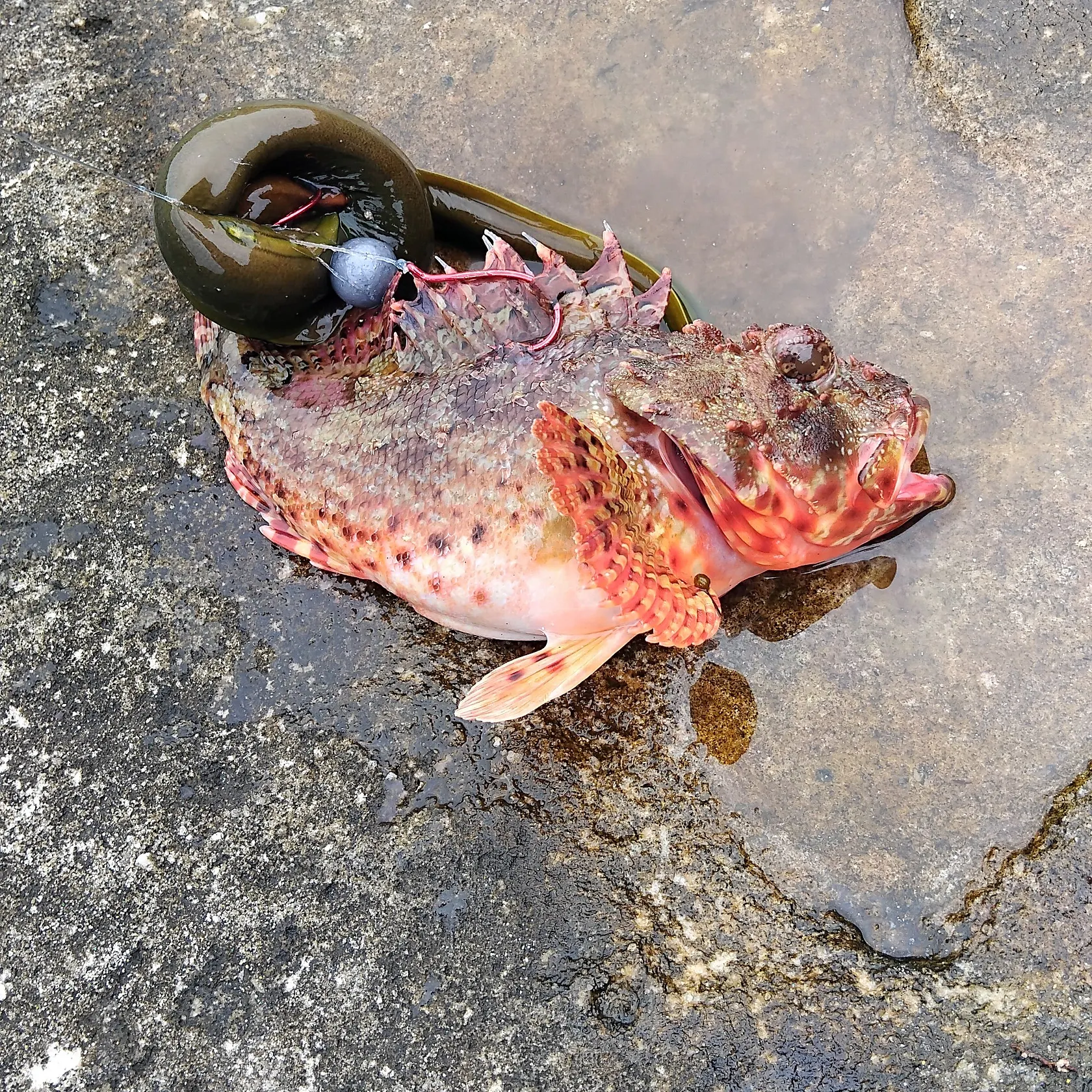 The most recent Eastern red scorpionfish catches on Fishbrain