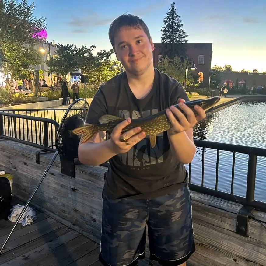 Northern pike caught on Fishbrain